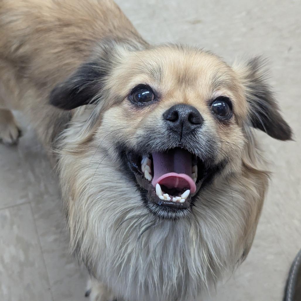 Moe, Adoptable, Adult Male Pekingese.