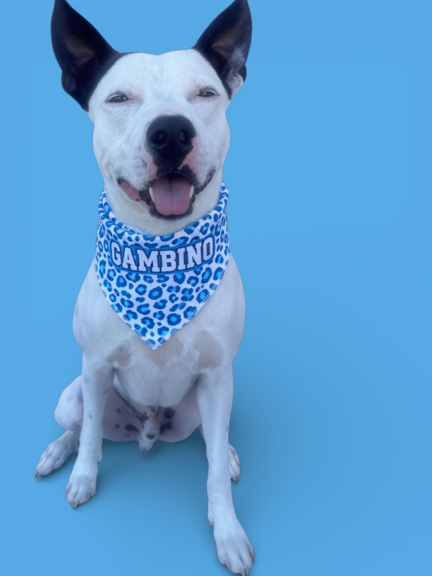 Enlarge Gambino-ADOPT Me!!, a ADOPTABLE mixed breed in Redondo Beach, CA image 6/6