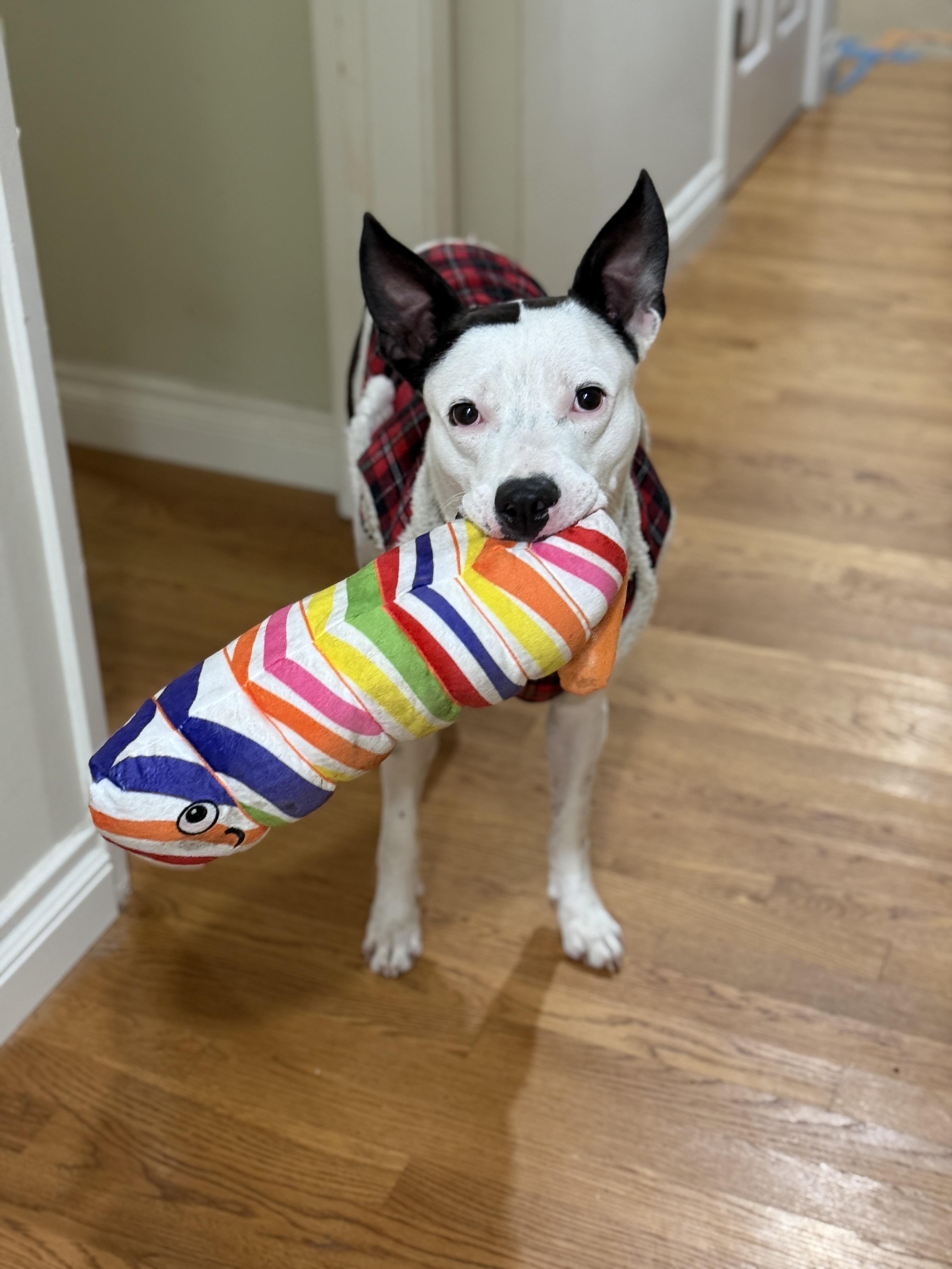 Enlarge Gambino-ADOPT Me!!, a ADOPTABLE mixed breed in Redondo Beach, CA image 5/5