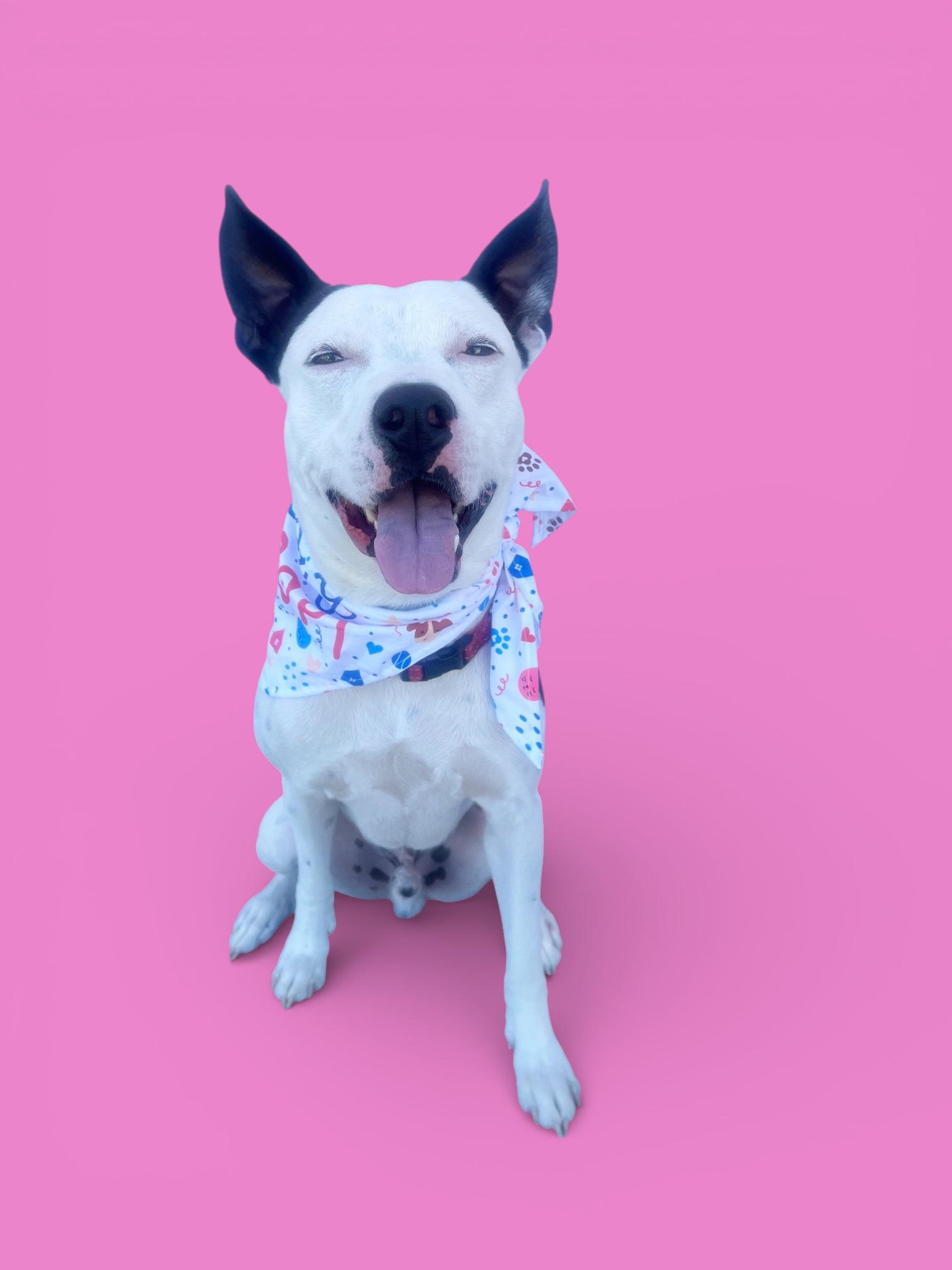 Enlarge Gambino-ADOPT Me!!, a ADOPTABLE mixed breed in Redondo Beach, CA image 5/6