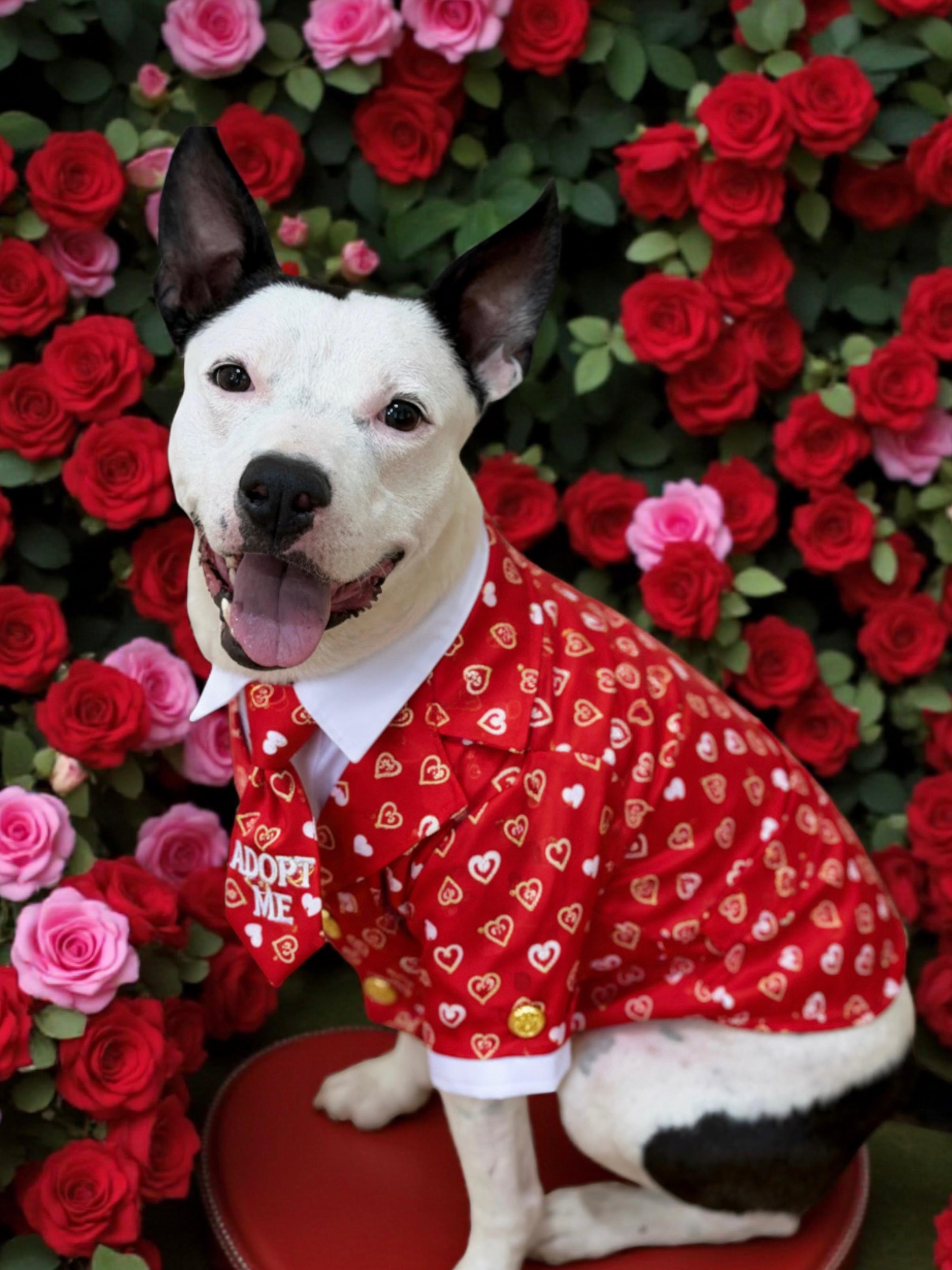 Enlarge Gambino-ADOPT Me!!, a ADOPTABLE mixed breed in Redondo Beach, CA image 4/5