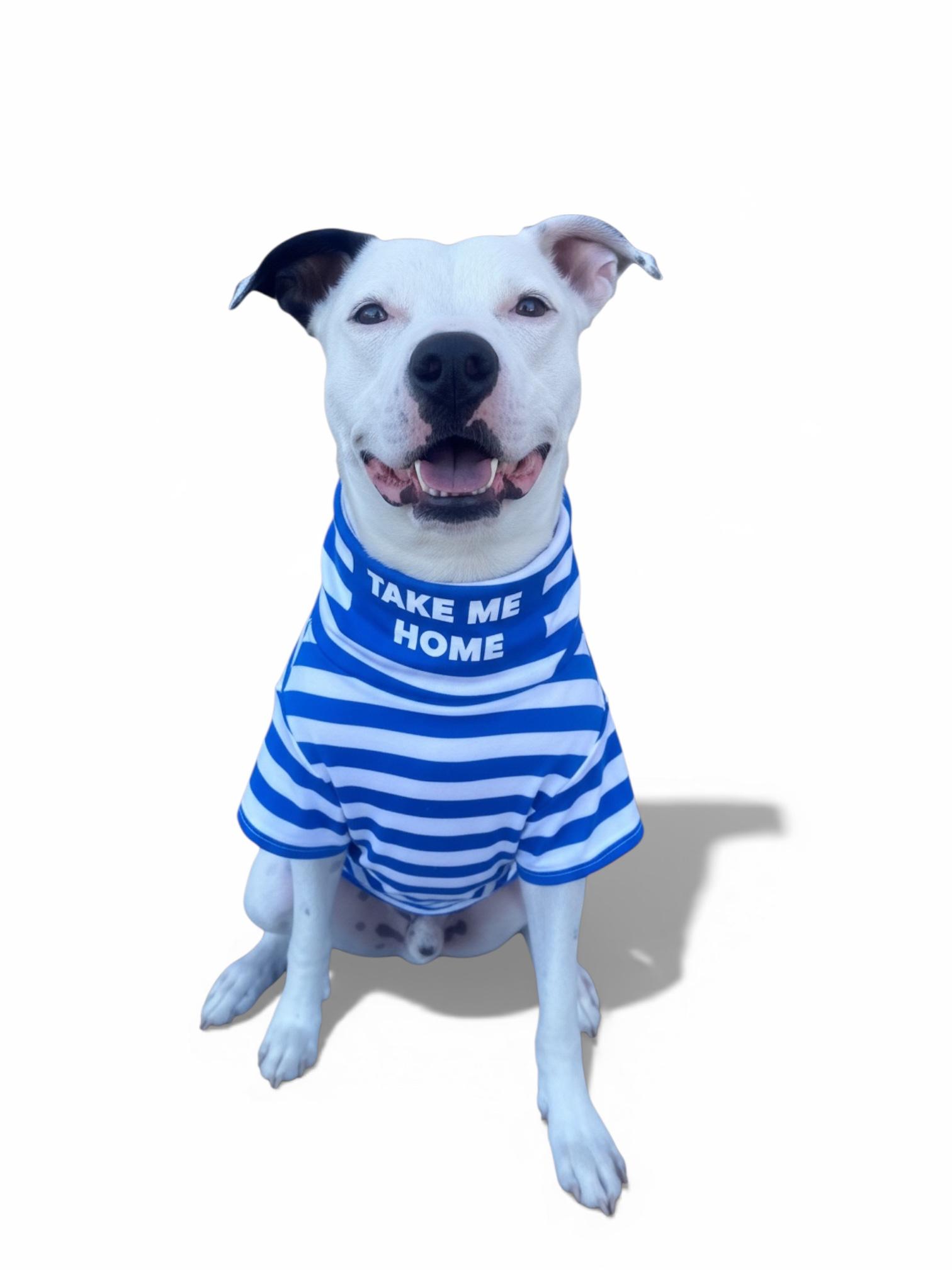 Enlarge Gambino-ADOPT Me!!, a ADOPTABLE mixed breed in Redondo Beach, CA image 4/6