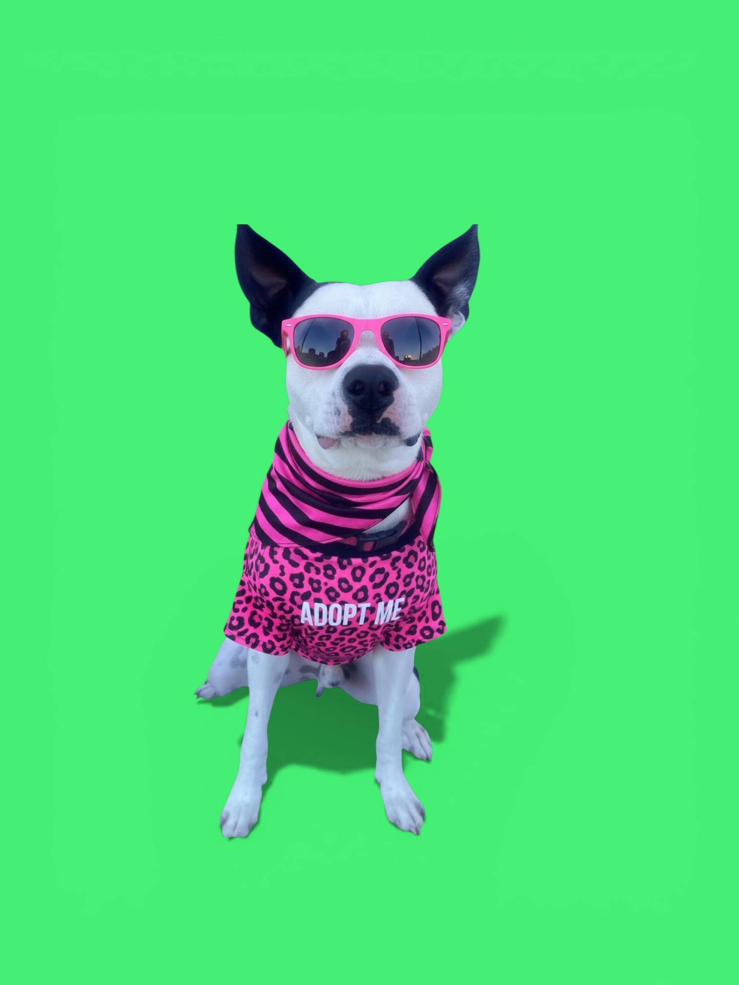 Enlarge Gambino-ADOPT Me!!, a ADOPTABLE mixed breed in Redondo Beach, CA image 1/6