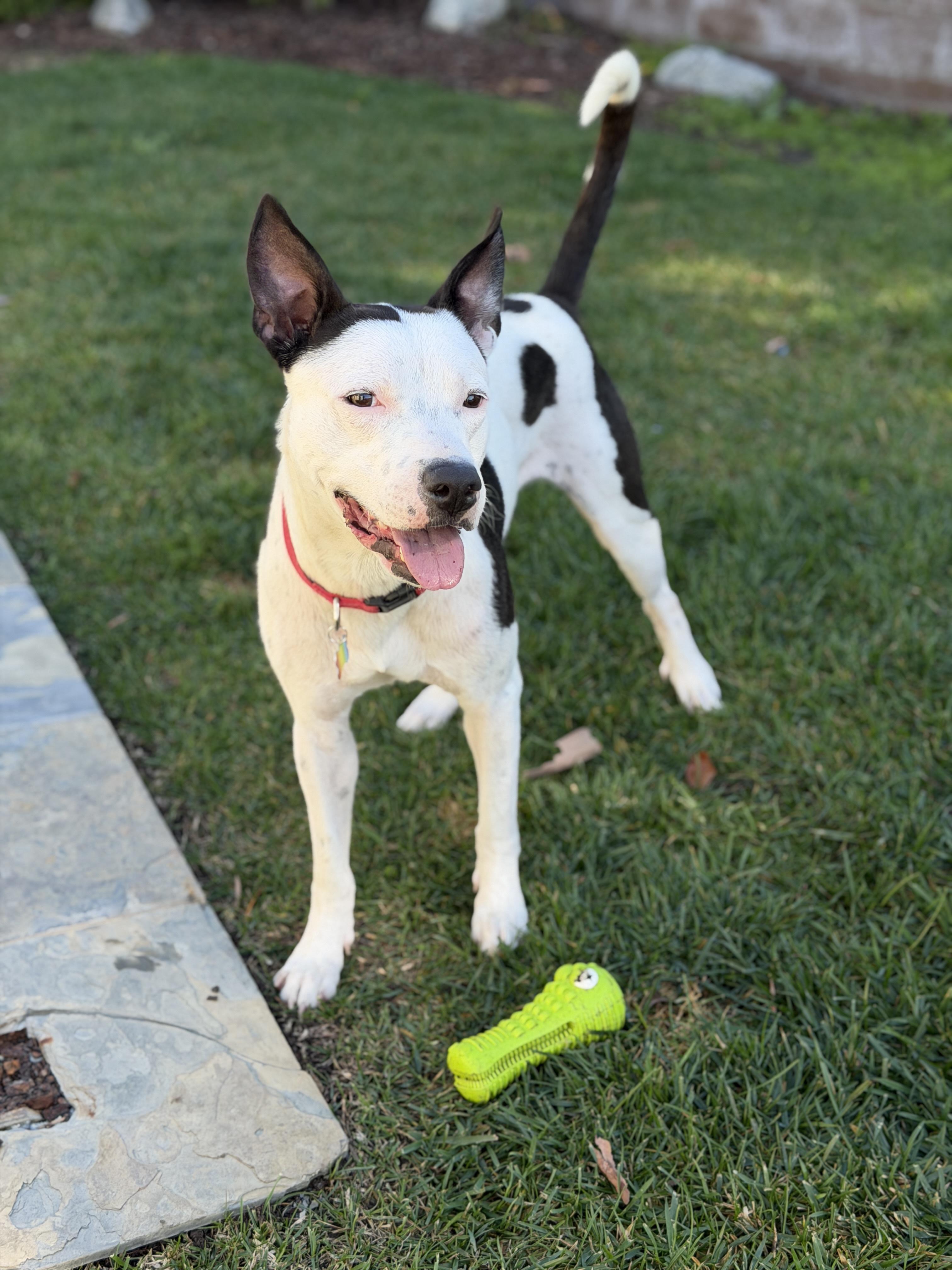 Enlarge Gambino-ADOPT Me!!, a ADOPTABLE mixed breed in Redondo Beach, CA image 2/5