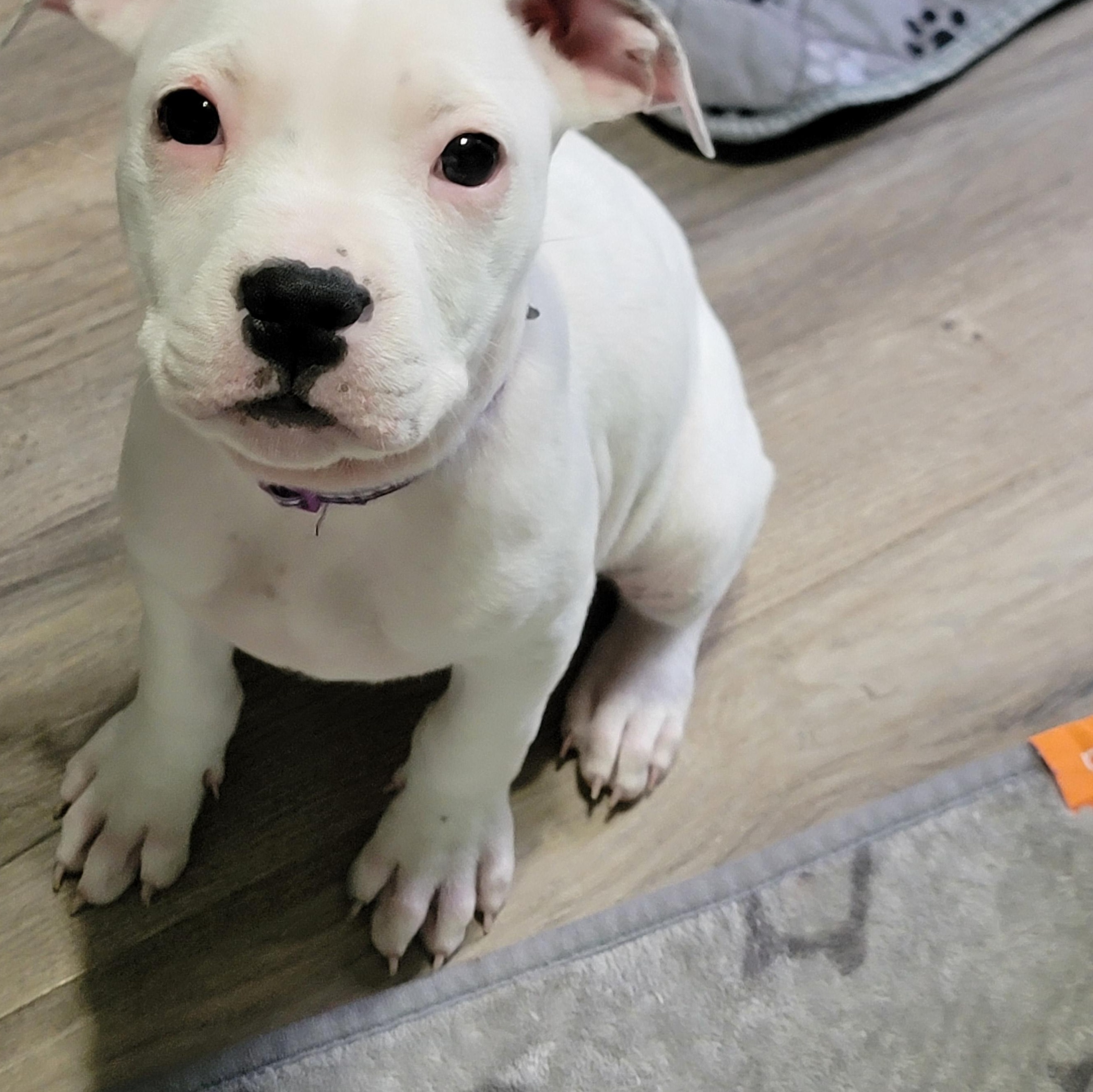 Enlarge Paloma, an adopted mixed breed in Joliet, IL image 1/3