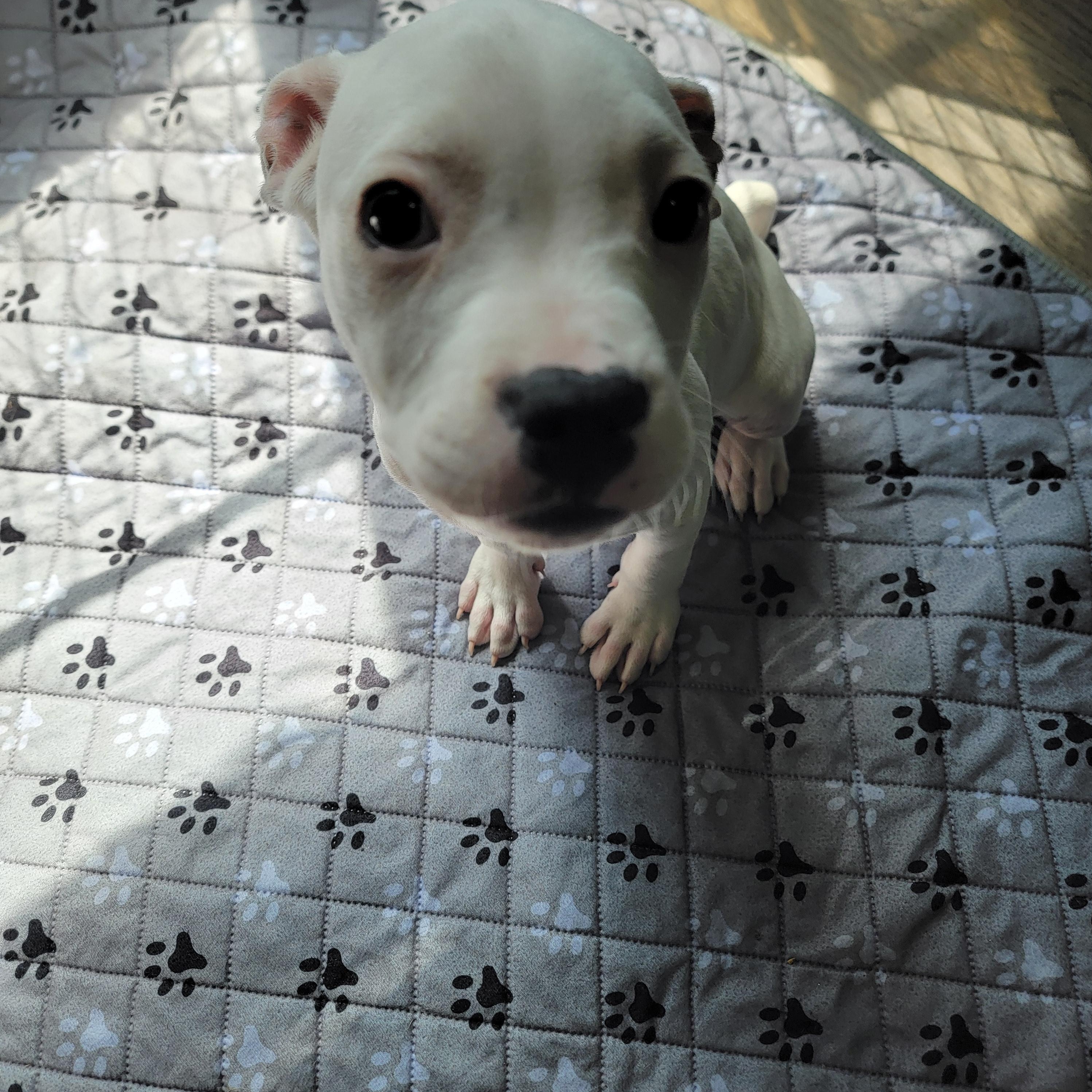 Enlarge Paloma, an adopted mixed breed in Joliet, IL image 3/3