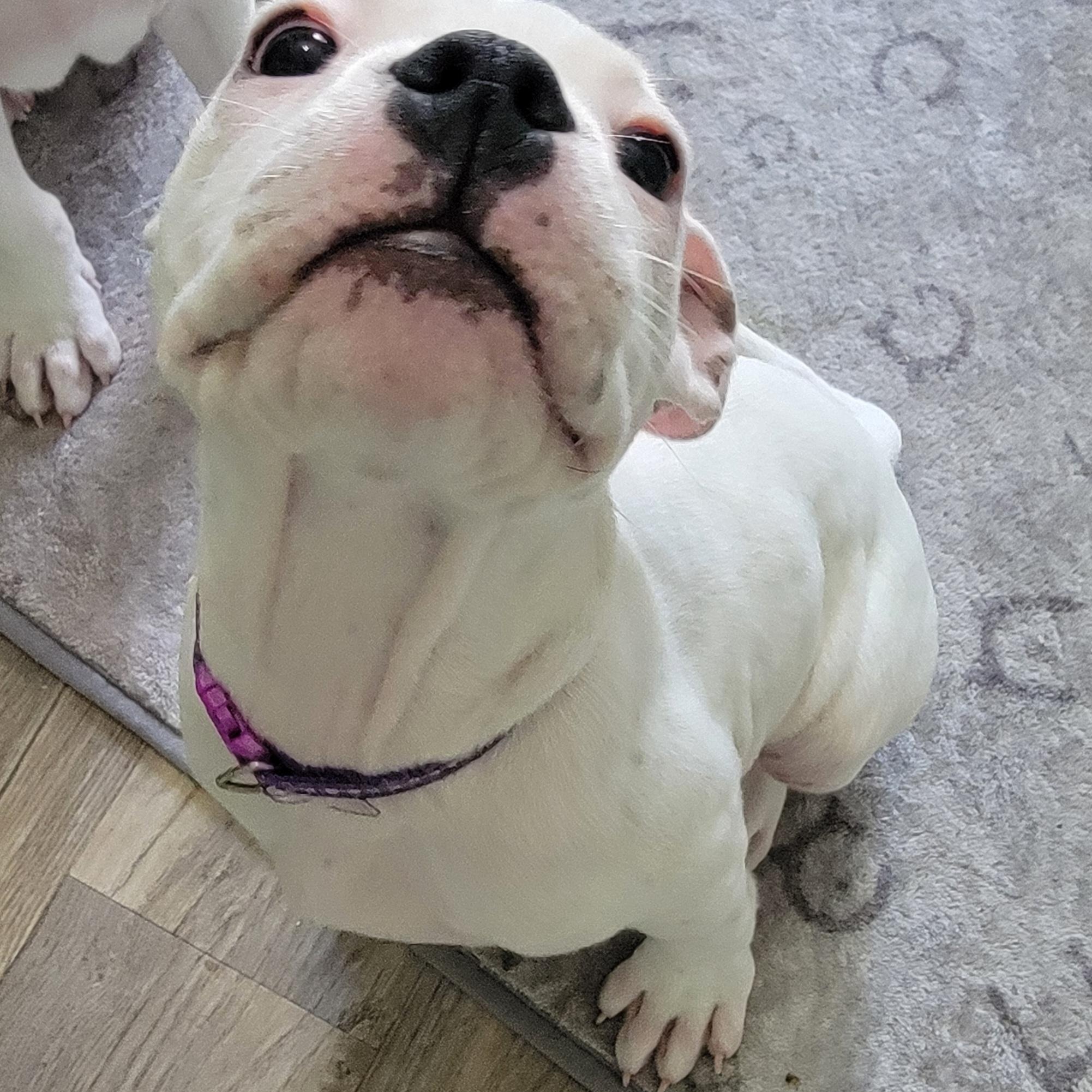 Enlarge Paloma, an adopted mixed breed in Joliet, IL image 2/3