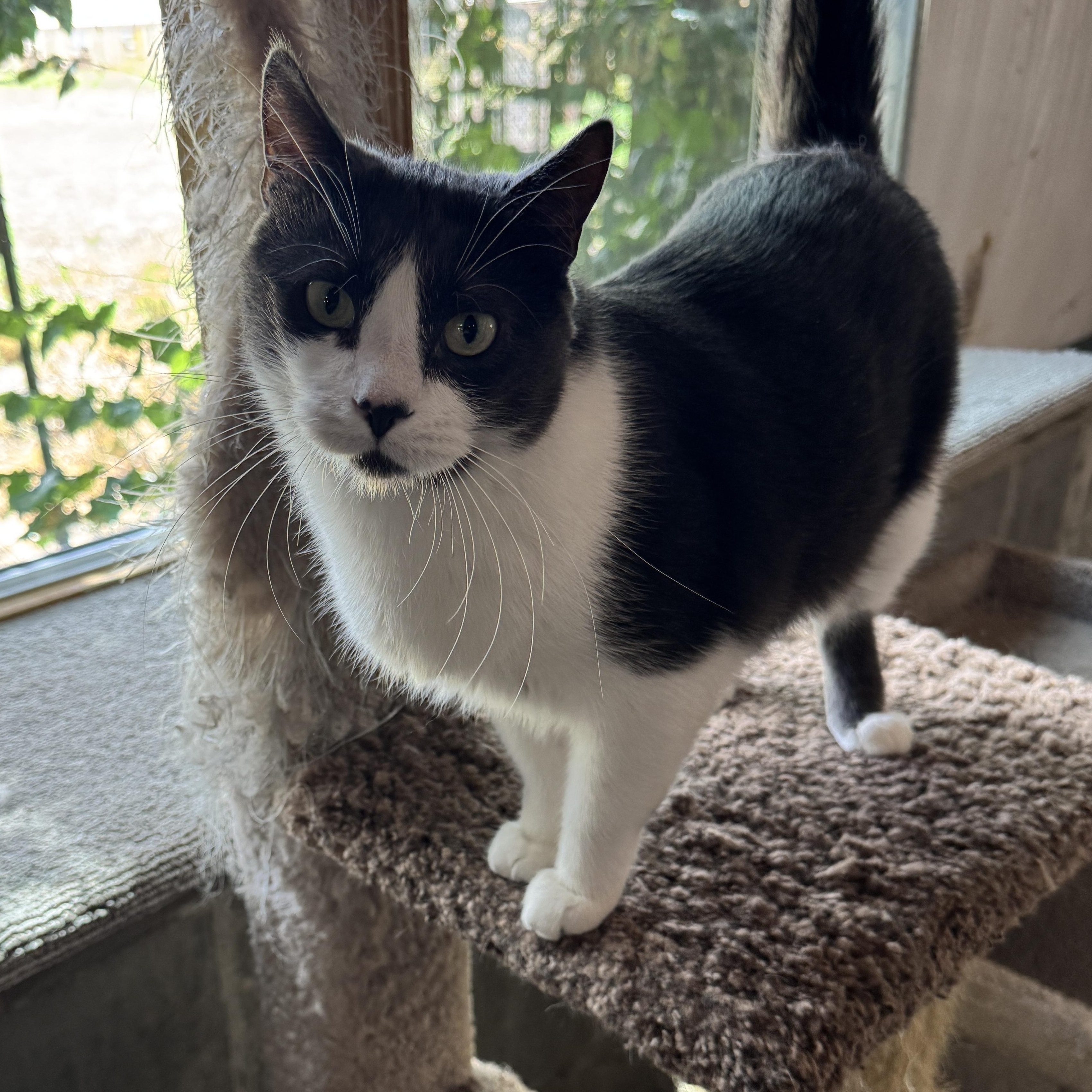 Enlarge Buddy and Max, a Adoptable mixed breed in Harrisville, UT image 3/3