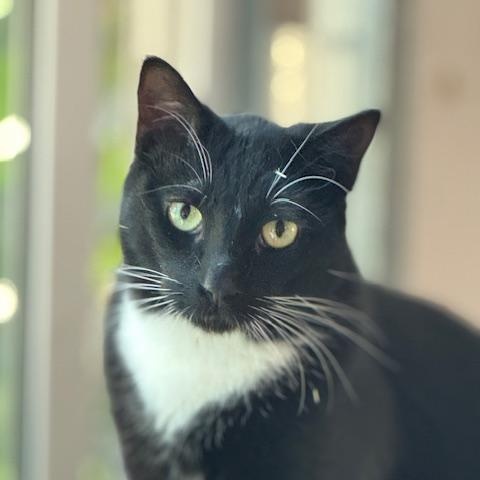 Buddy and Max, Adoptable, Adult Male American Shorthair.