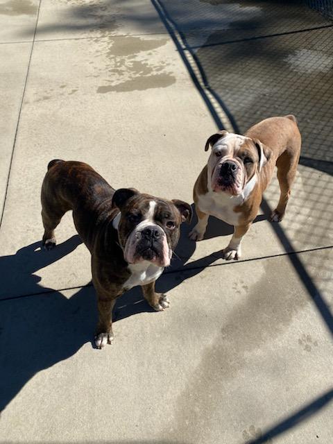 Teddy & Julie, Adoptable, Young Male Bulldog.