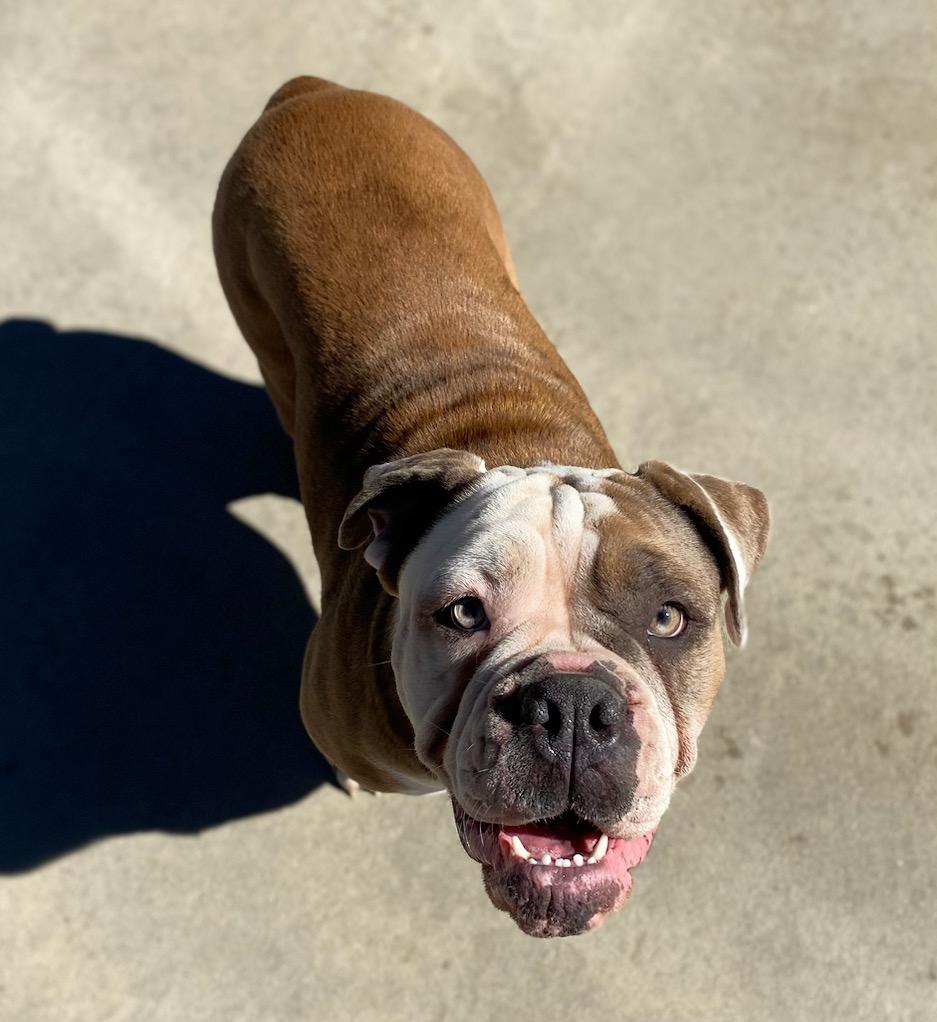 Teddy & Julie, a Adoptable Bulldog in Burgaw, NC image 2/3