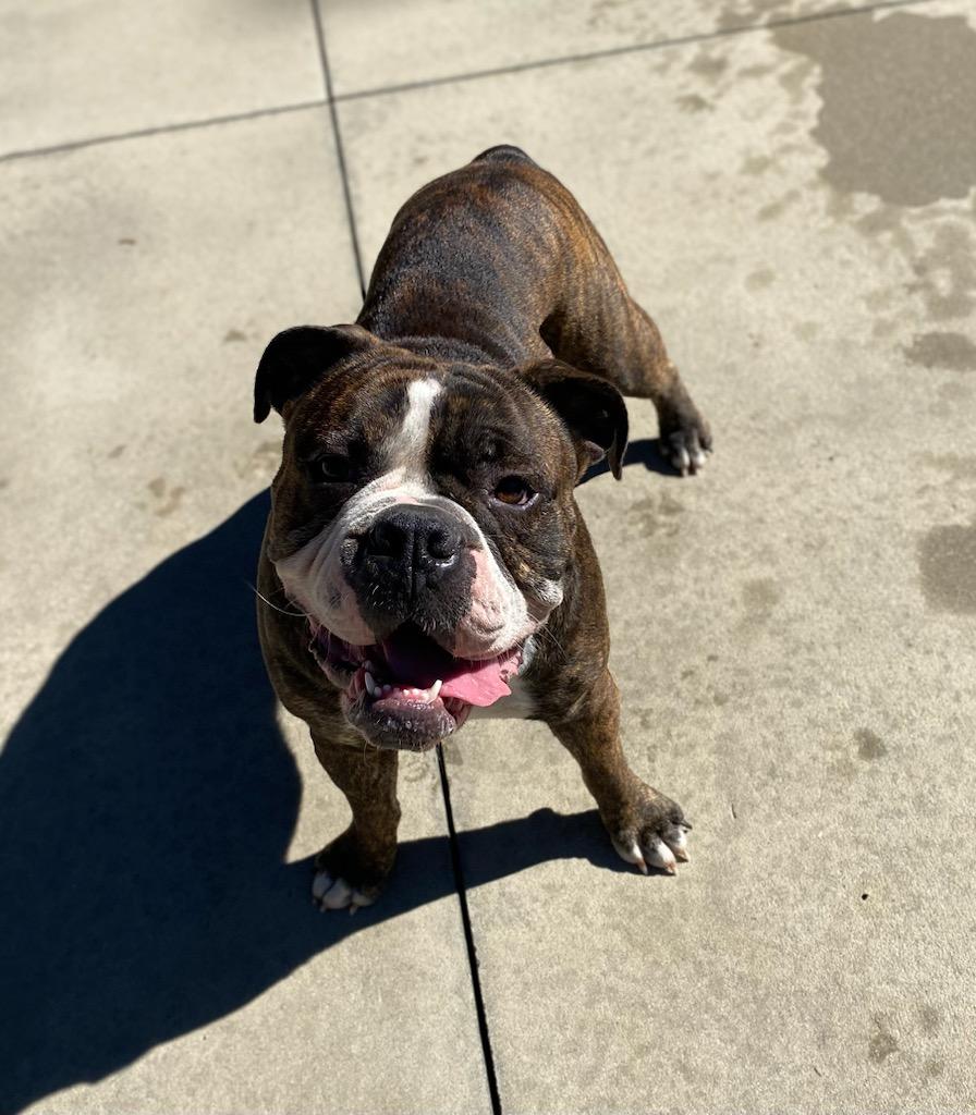 Teddy & Julie, a Adoptable Bulldog in Burgaw, NC image 3/3