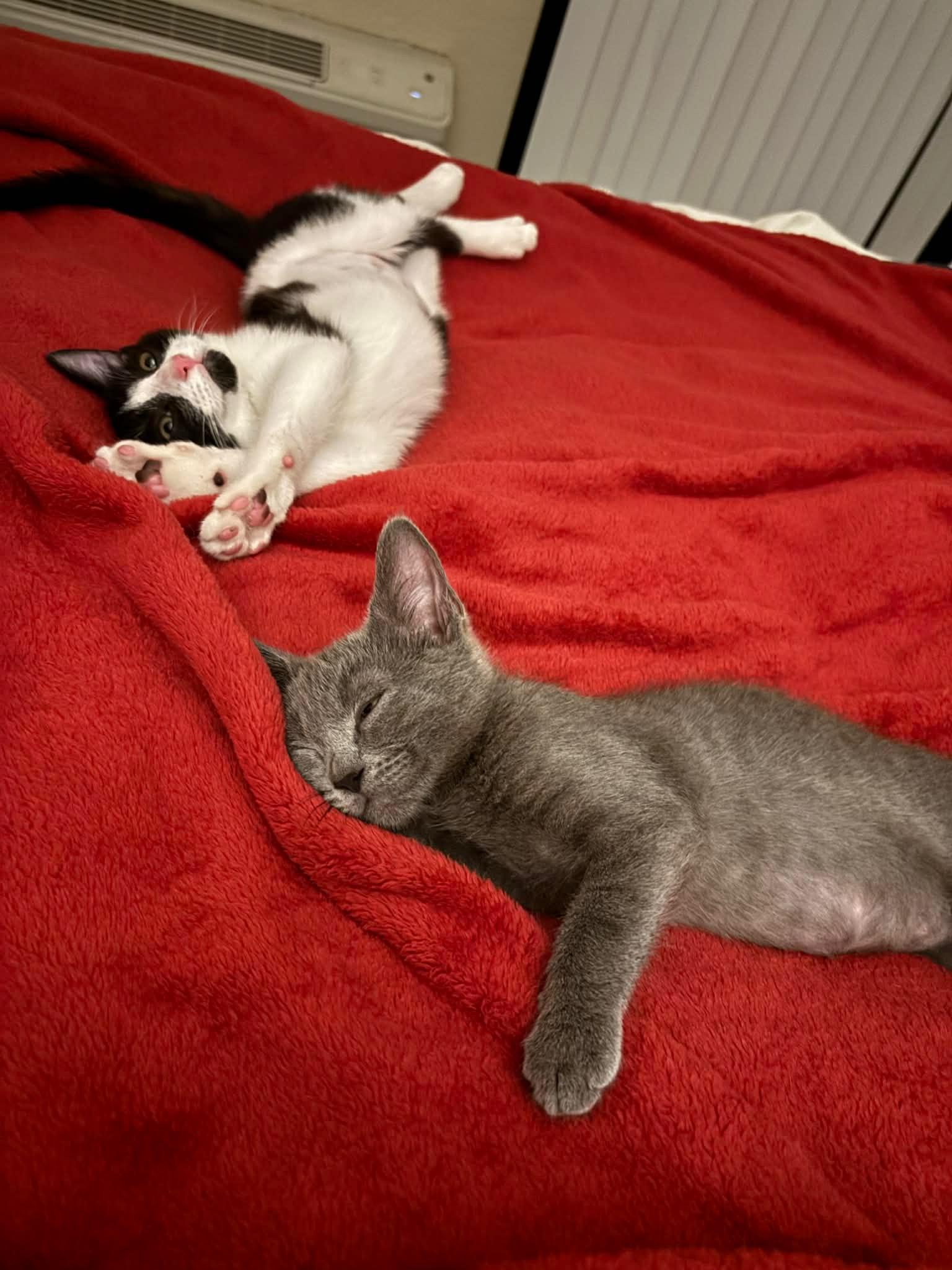 Sophie & Olive (bonded pair), an adopted Domestic Short Hair in Redwood City, CA image 4/4