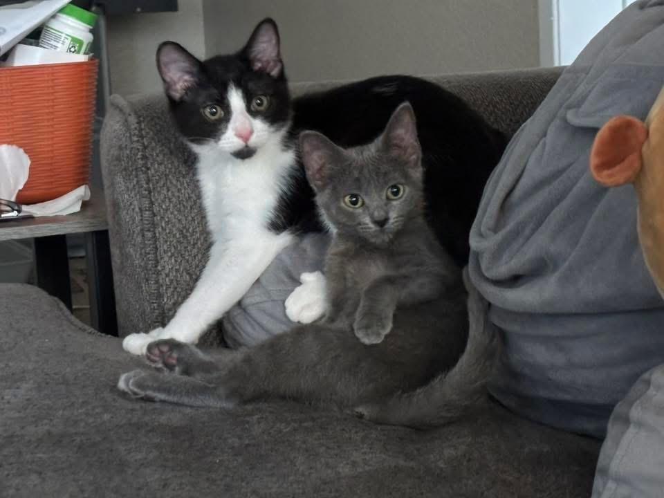 Sophie & Olive (bonded pair), adopted, Kitten Female Domestic Short Hair.