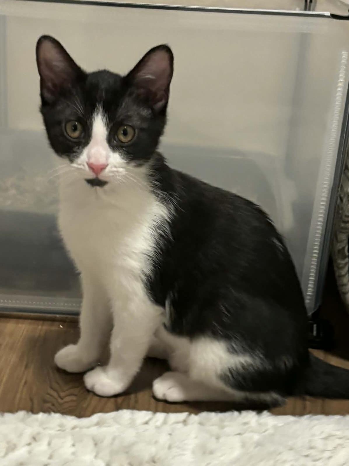 Sophie & Olive (bonded pair), an adopted Domestic Short Hair in Redwood City, CA image 3/4