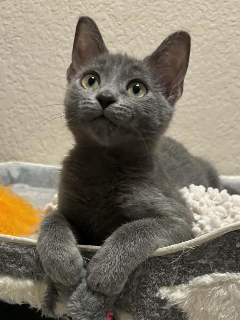 Sophie & Olive (bonded pair), an adopted Domestic Short Hair in Redwood City, CA image 2/4