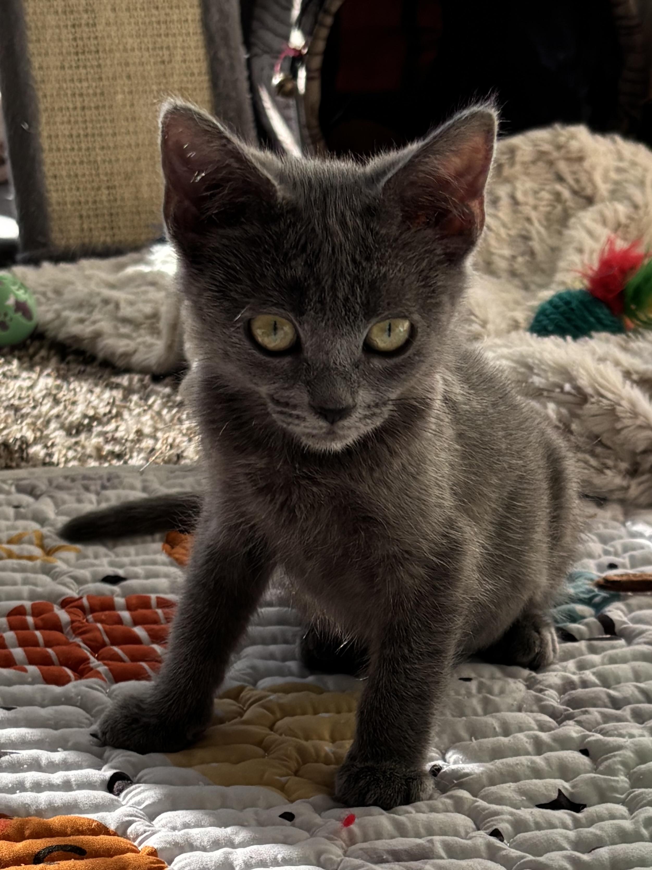 Sophie & Olive (bonded pair), ADOPTABLE, Kitten Female Domestic Short Hair.