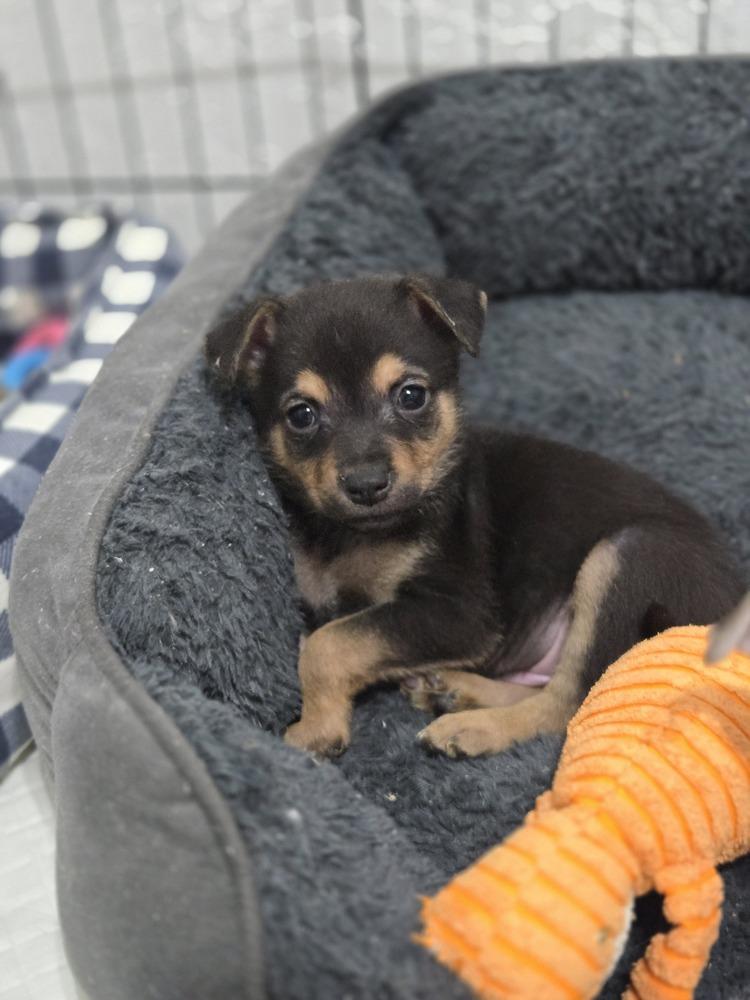 Hank, Adoptable, Puppy Male Rat Terrier & Chihuahua.