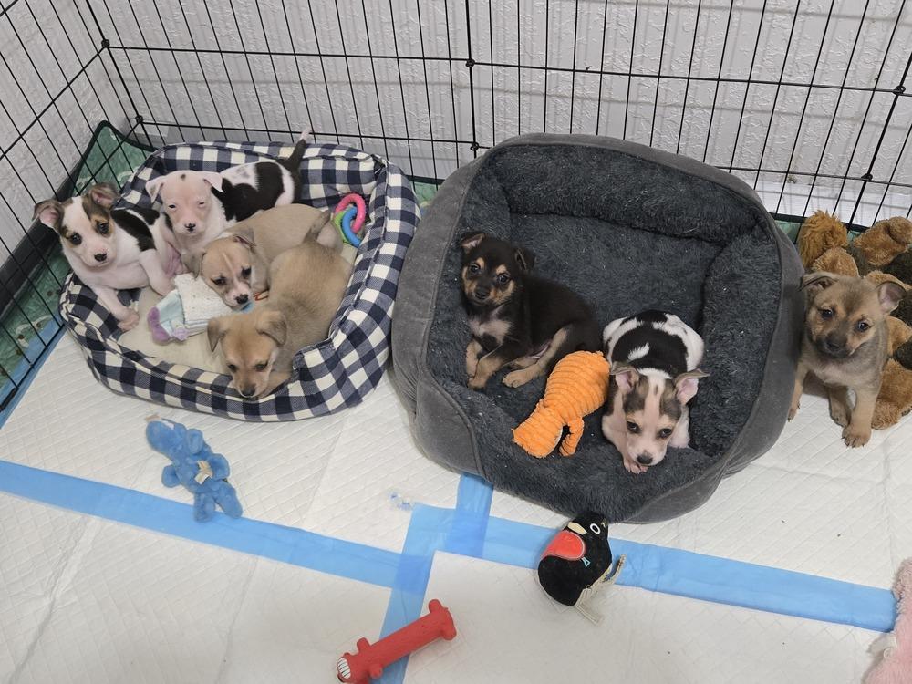 Enlarge Hank, a Adoptable mixed breed in Bend, OR image 3/5