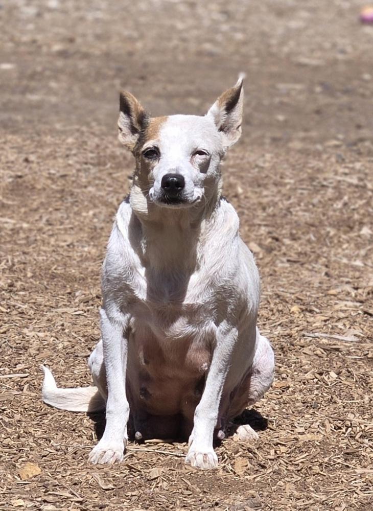 Enlarge Hank, a Adoptable mixed breed in Bend, OR image 5/5