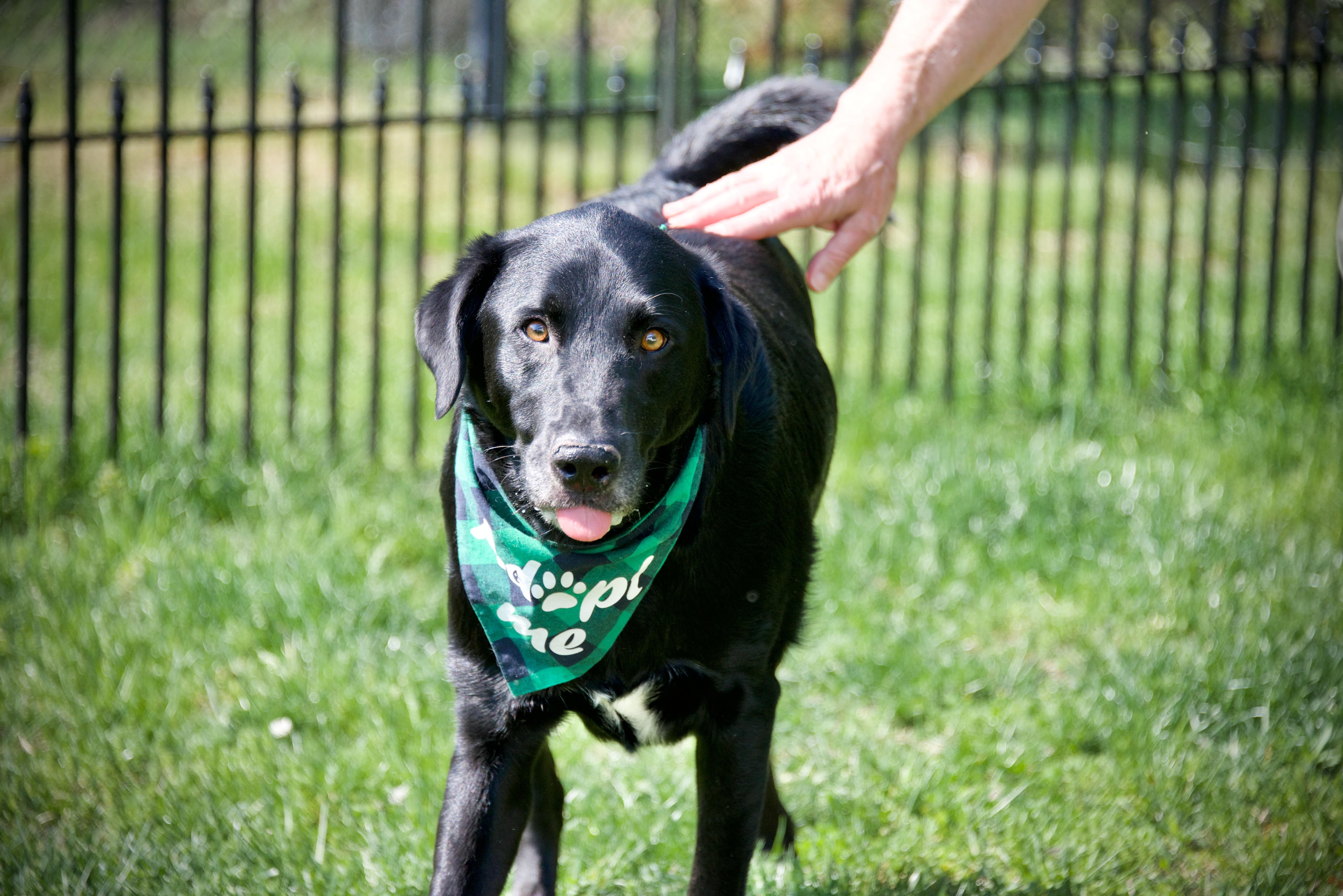 Marshall, a ADOPTABLE mixed breed in Hopkinton, MA image 2/5
