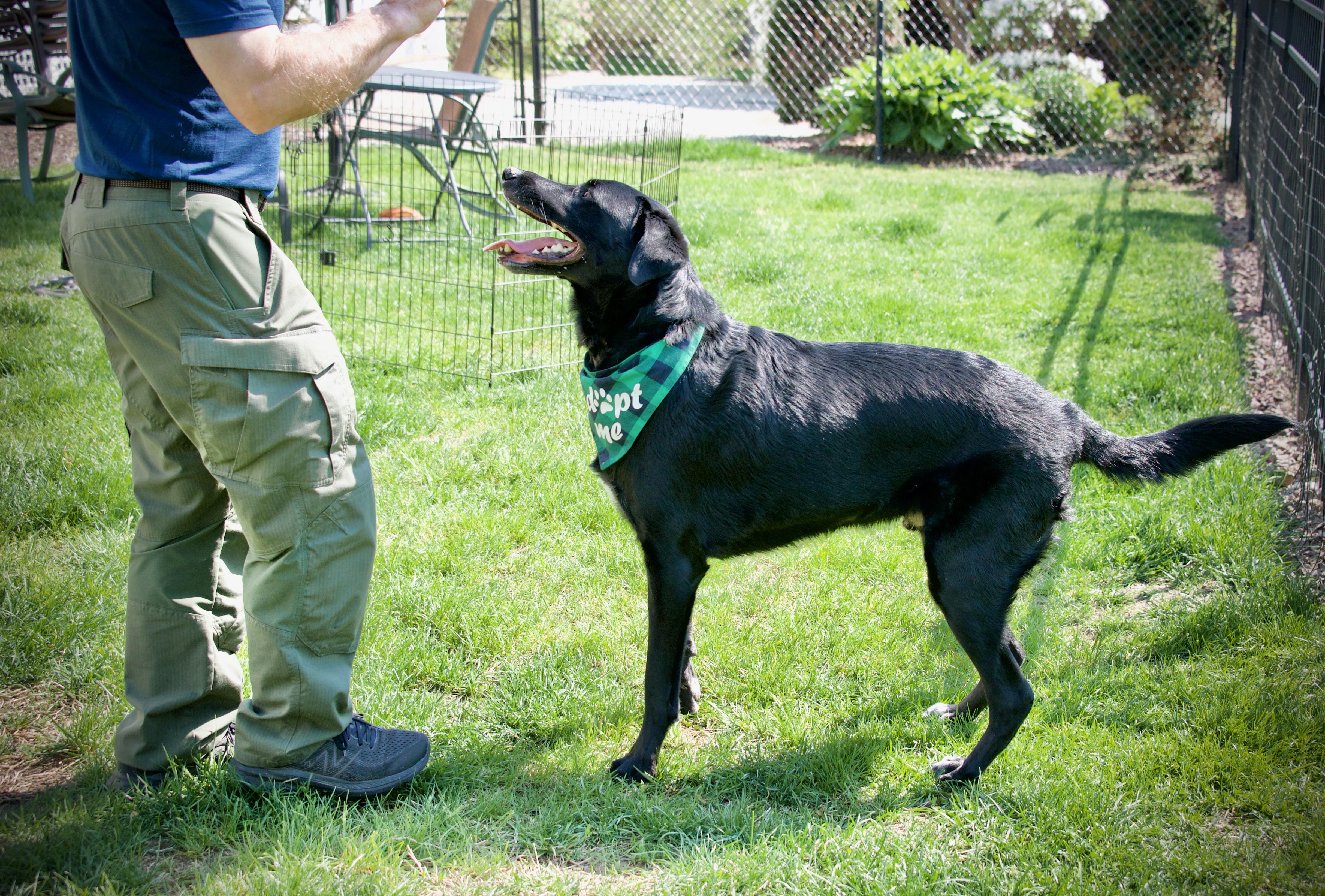 Marshall, a ADOPTABLE mixed breed in Hopkinton, MA image 3/5