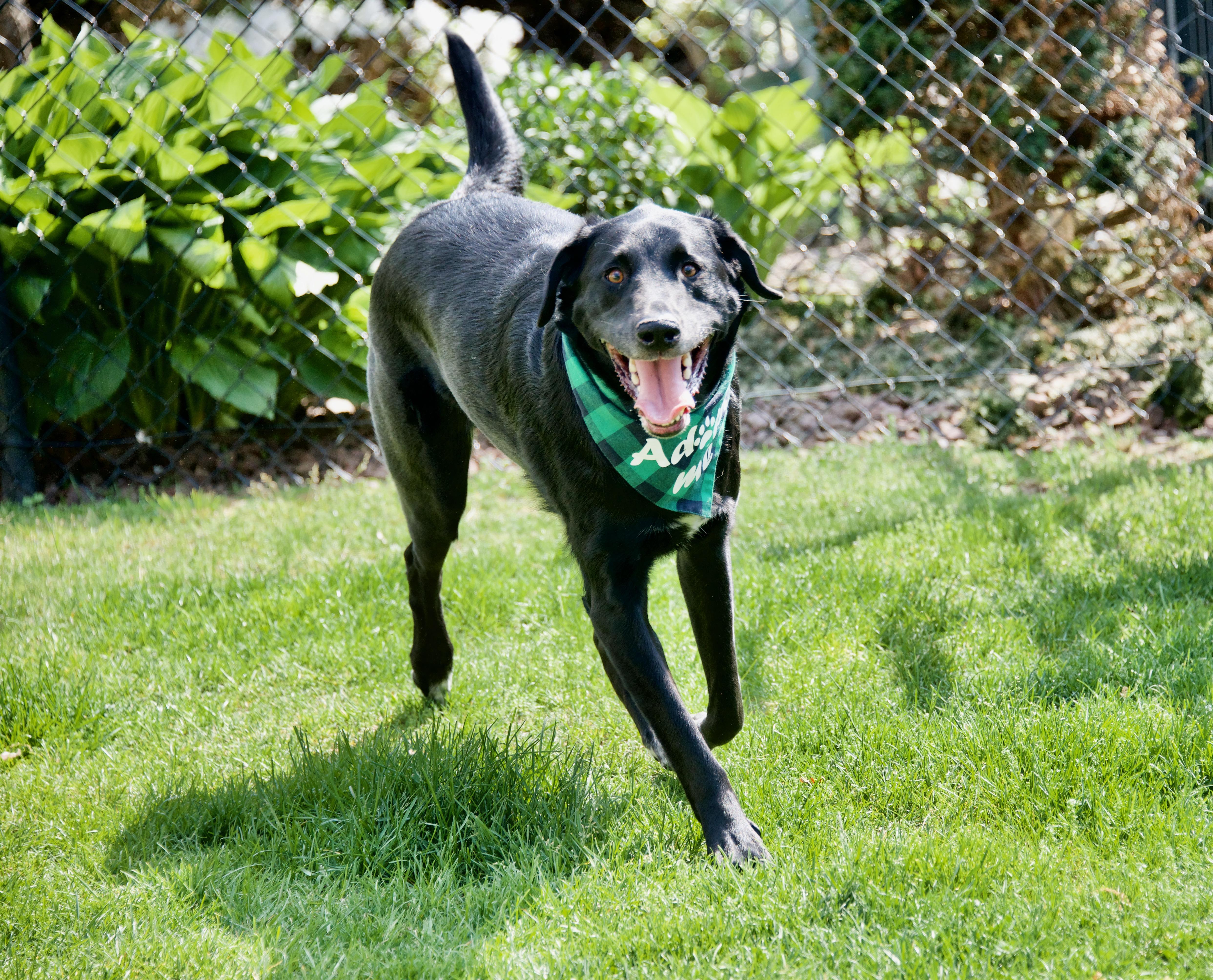 Marshall, a ADOPTABLE mixed breed in Hopkinton, MA image 4/5