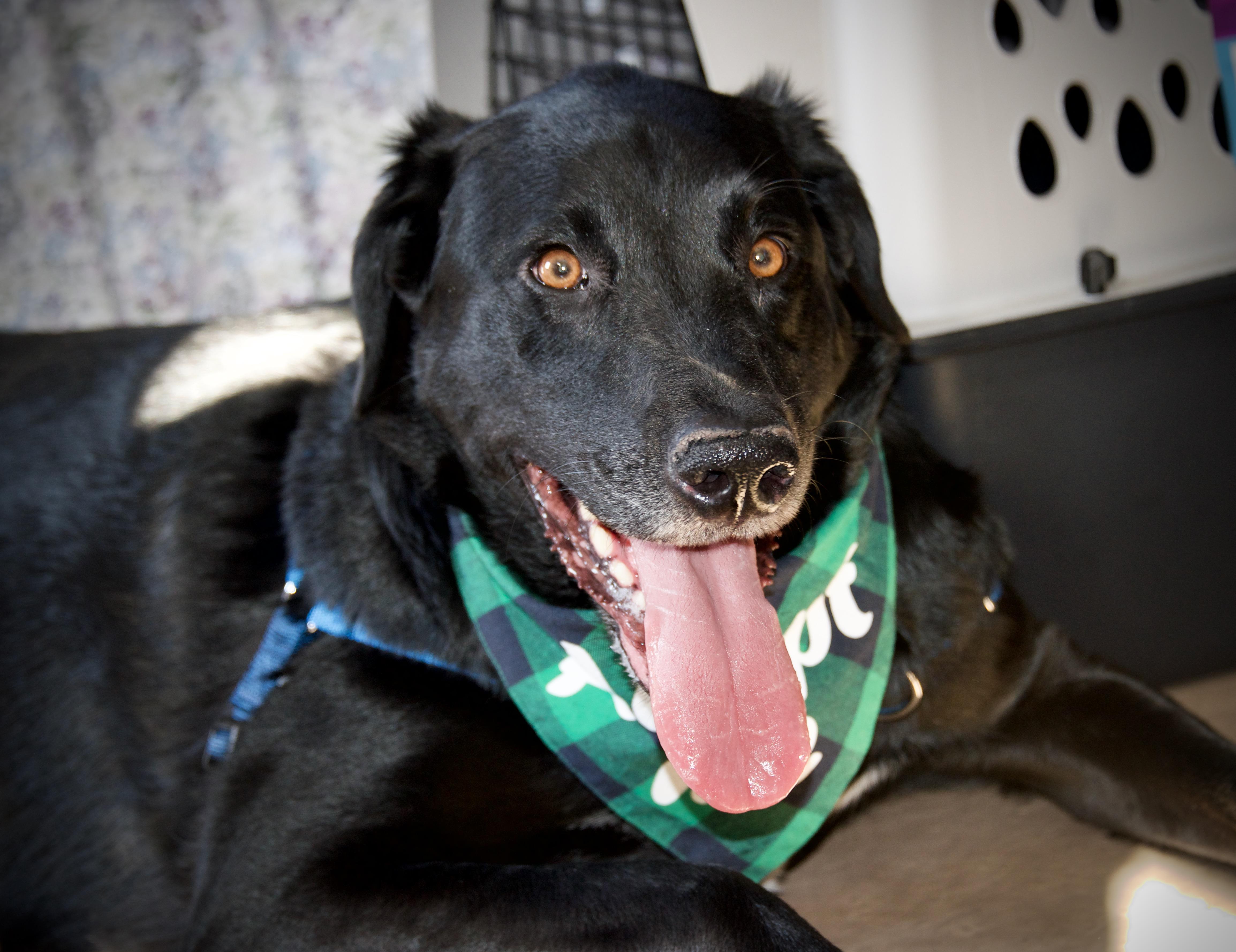 Marshall, ADOPTABLE, Adult Male Black Labrador Retriever & Great Pyrenees.