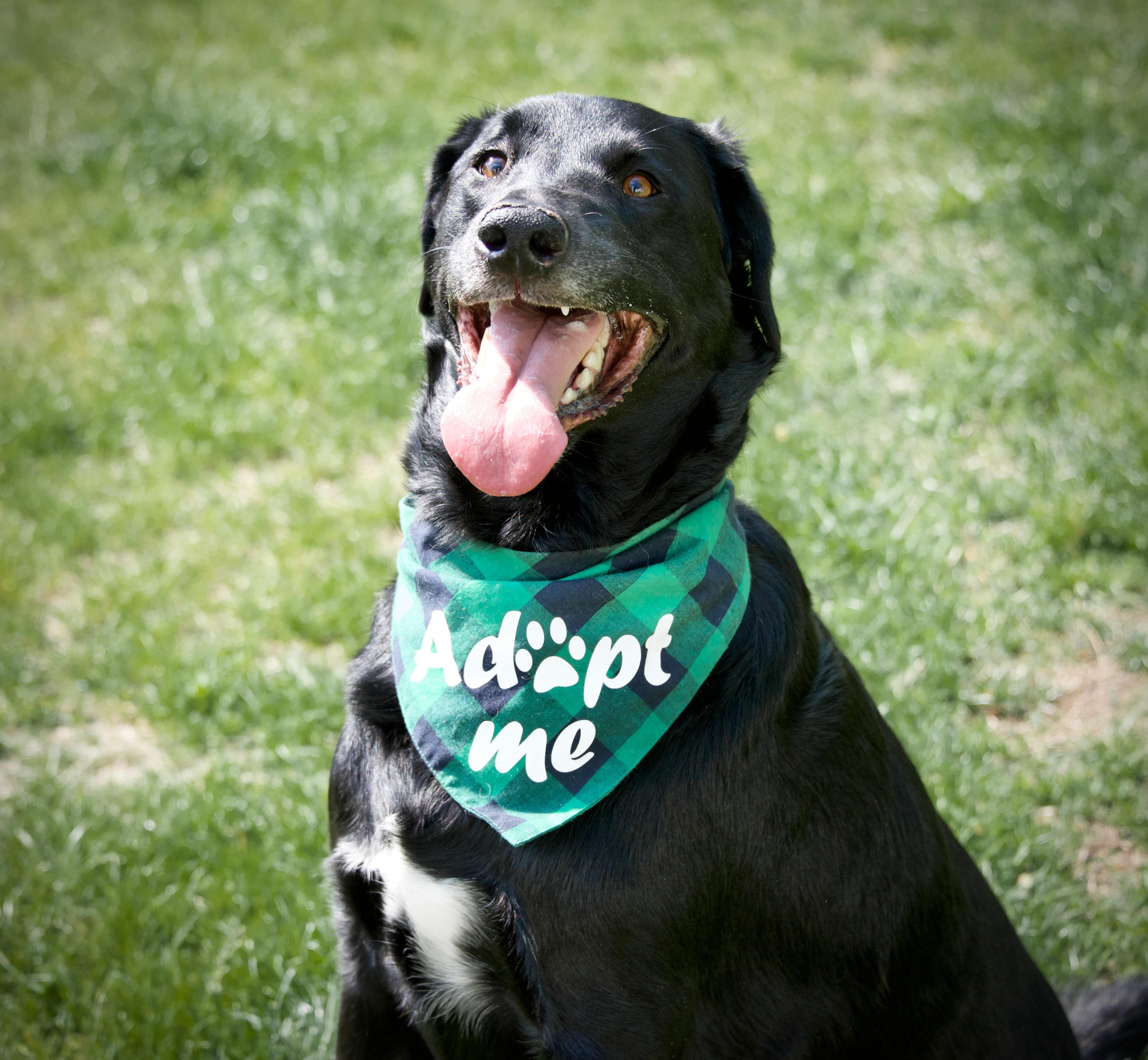 Marshall, a ADOPTABLE mixed breed in Hopkinton, MA image 5/5
