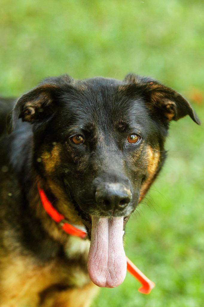 Sage, Adoptable, Adult Female German Shepherd Dog & Australian Shepherd.