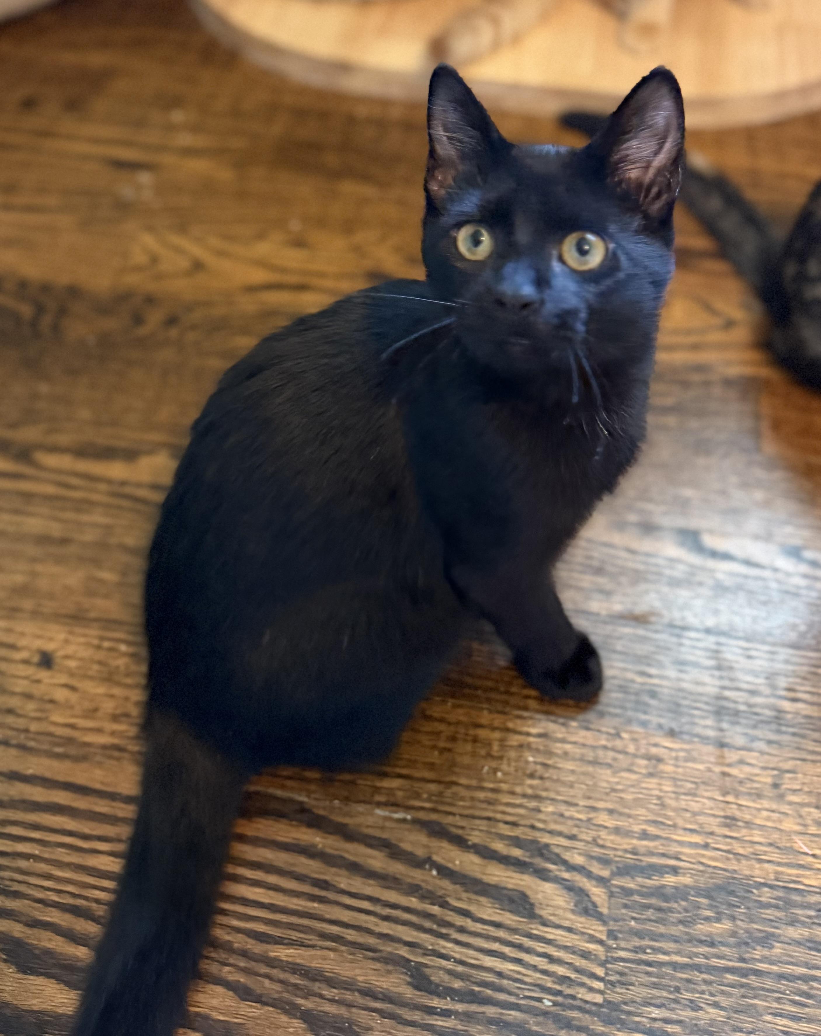 Yami, ADOPTABLE, Kitten Male Domestic Short Hair.