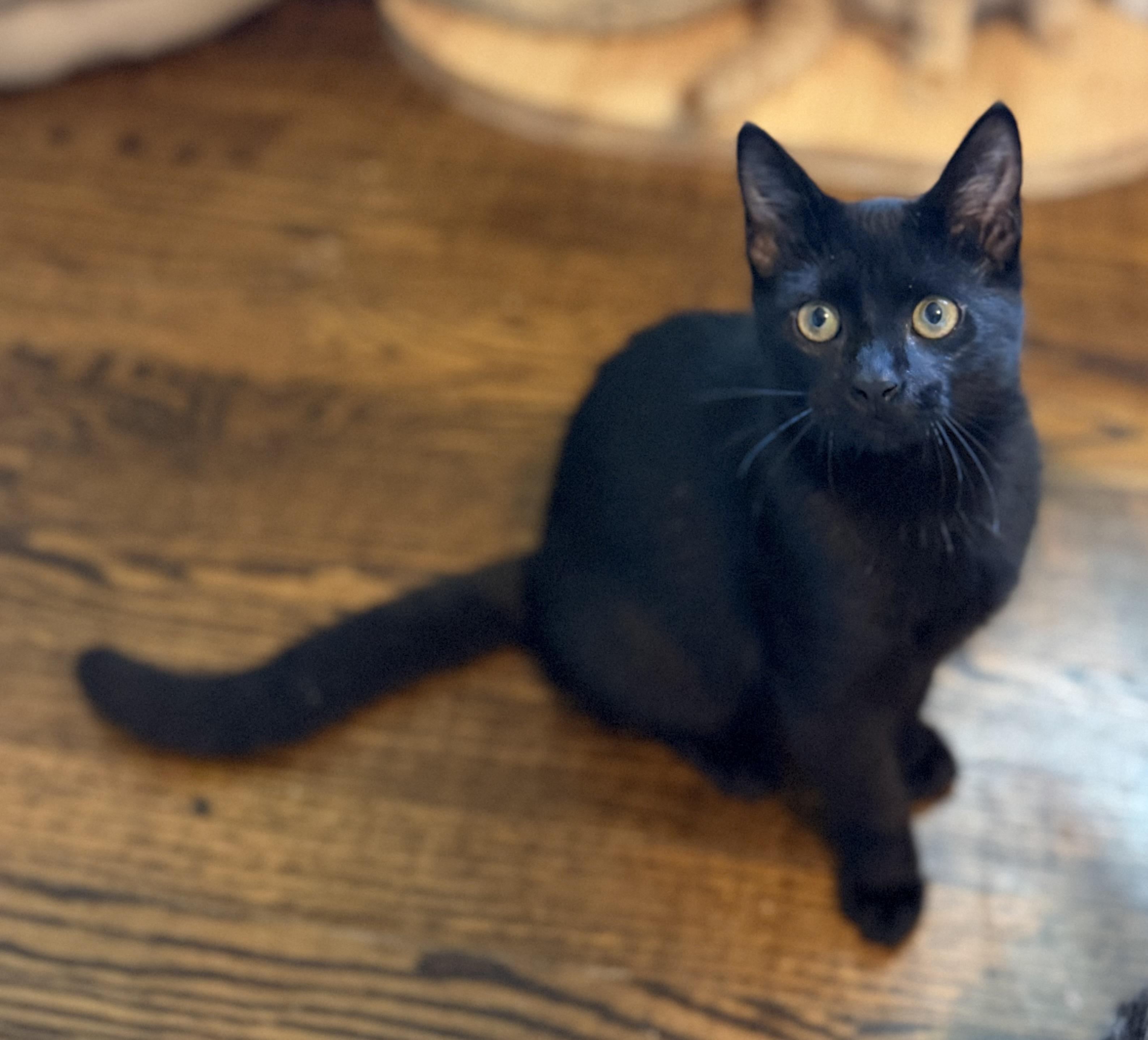 Yami, a ADOPTABLE Domestic Short Hair in Hixson, TN image 2/3