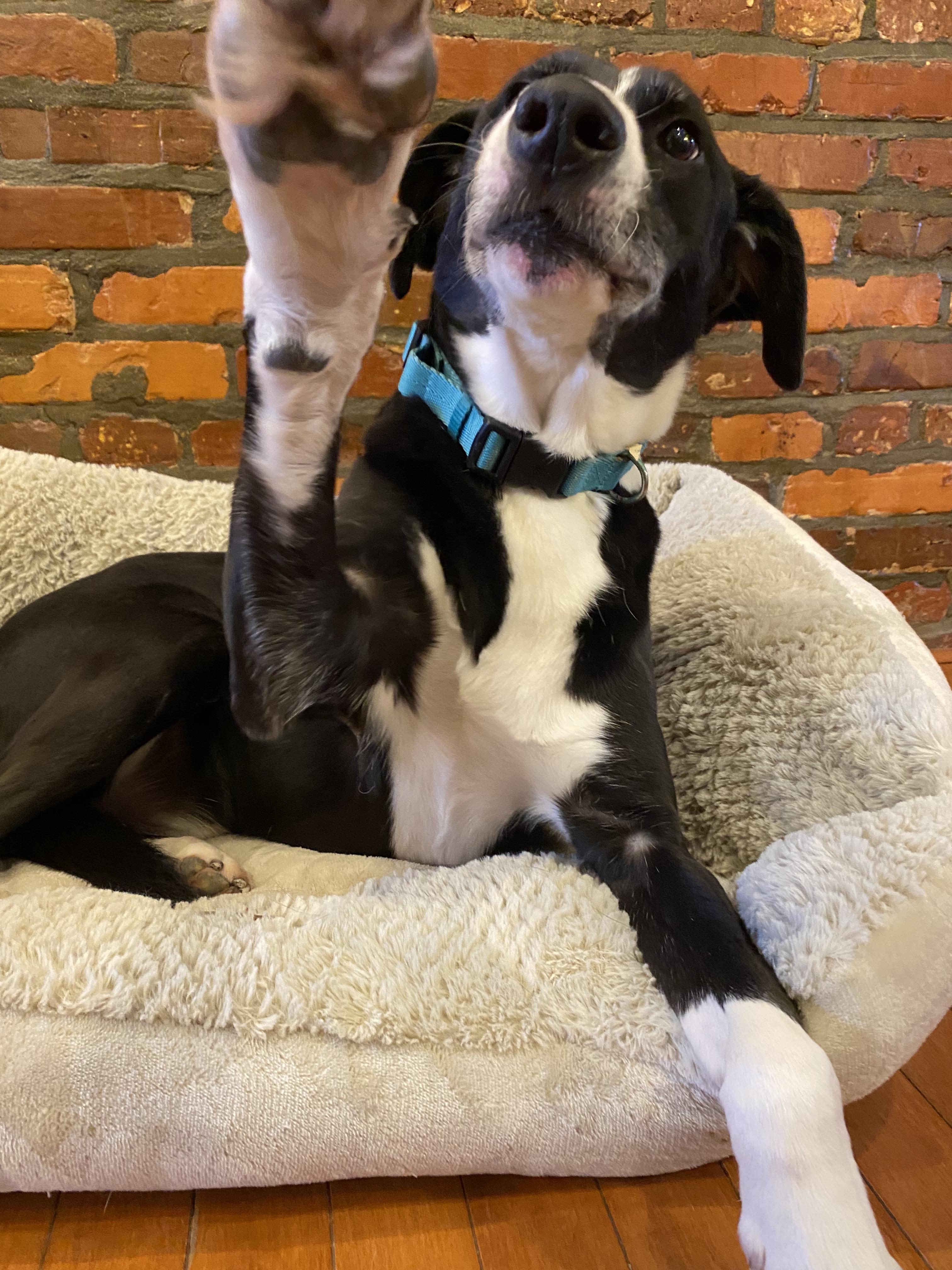 Nelson, Adoptable, Adult Male Greyhound.