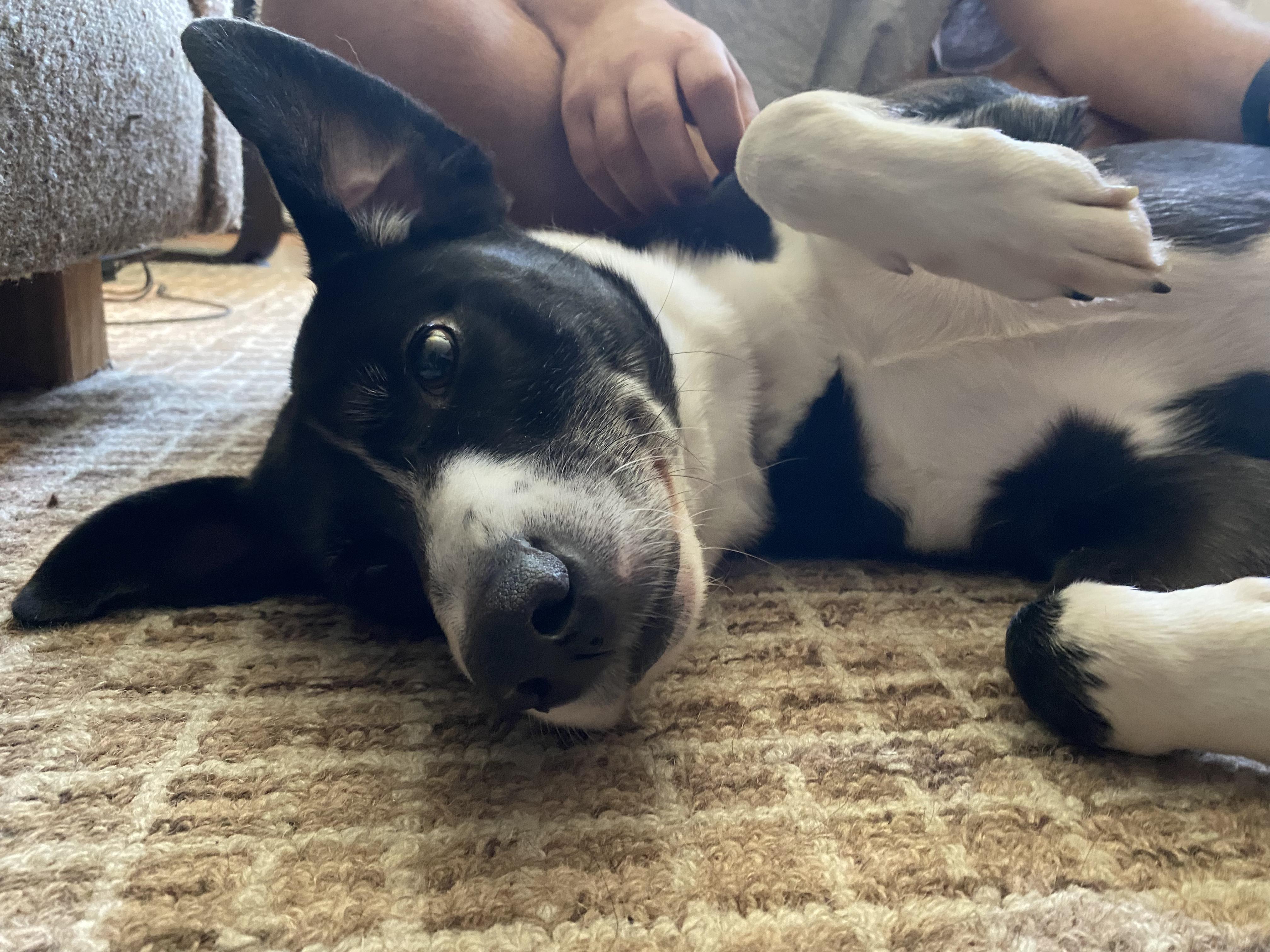 Enlarge Nelson, a Adoptable mixed breed in Annandale, VA image 2/5