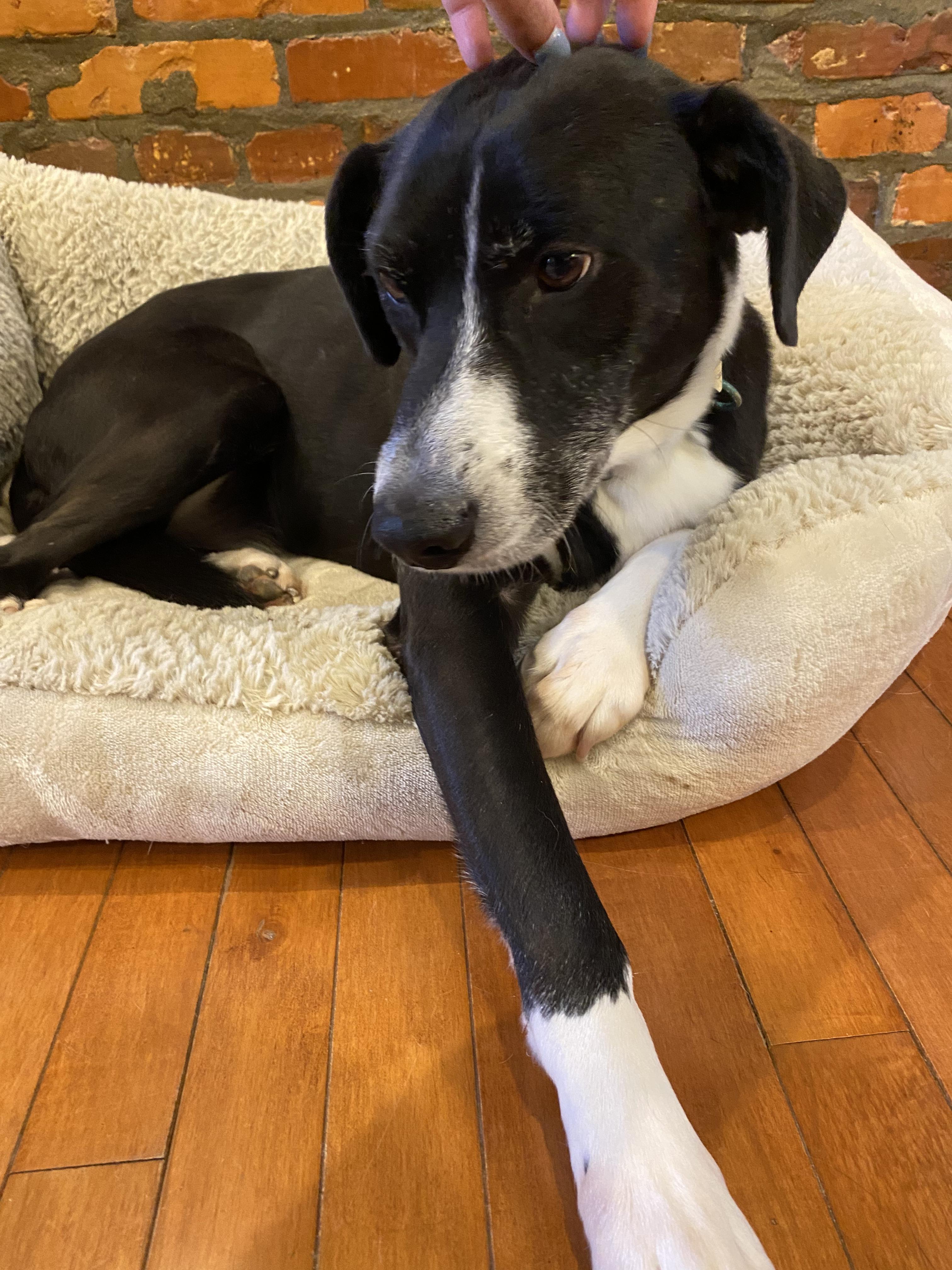 Enlarge Nelson, a Adoptable mixed breed in Annandale, VA image 3/5