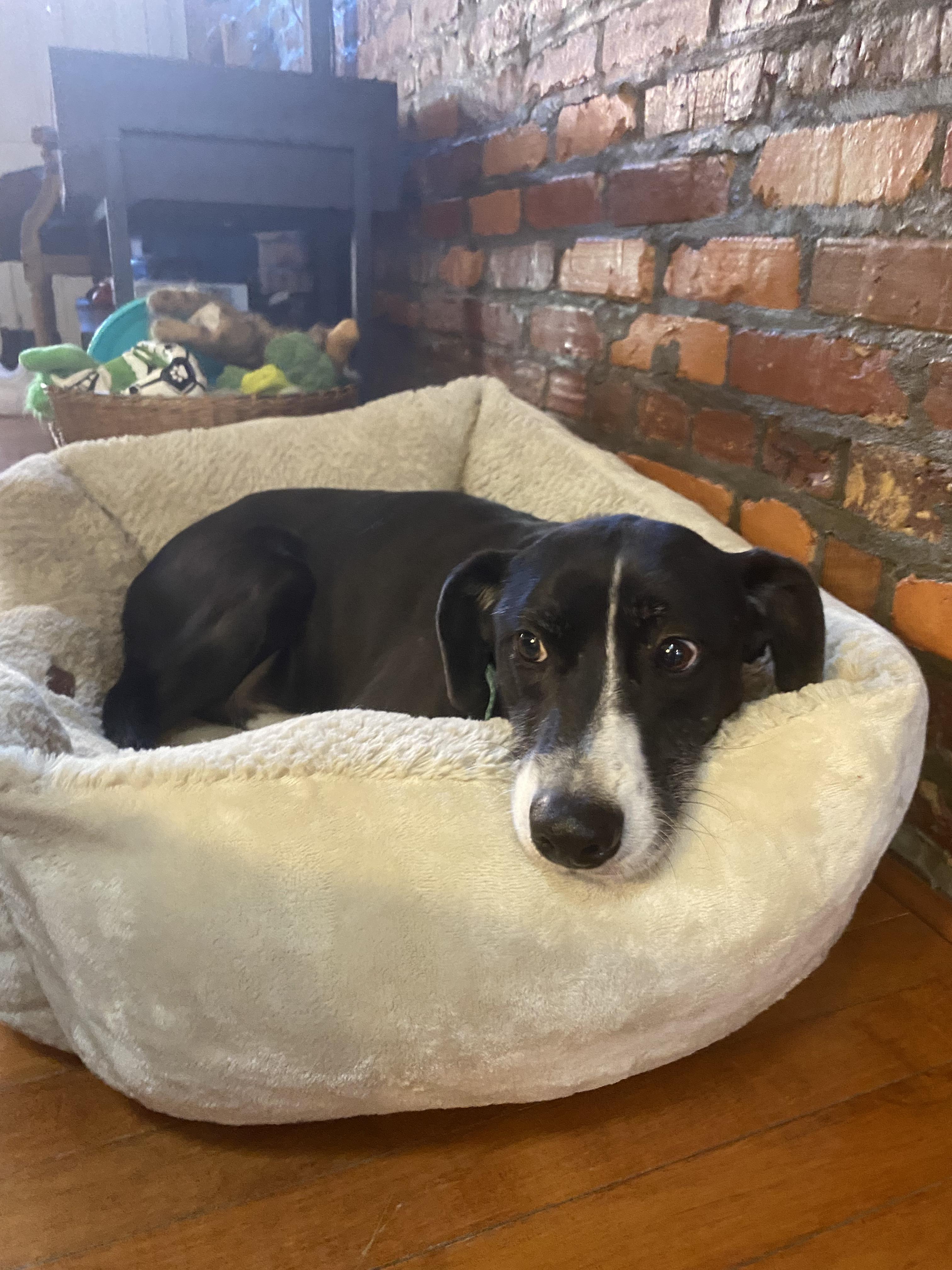 Enlarge Nelson, a Adoptable mixed breed in Annandale, VA image 4/5