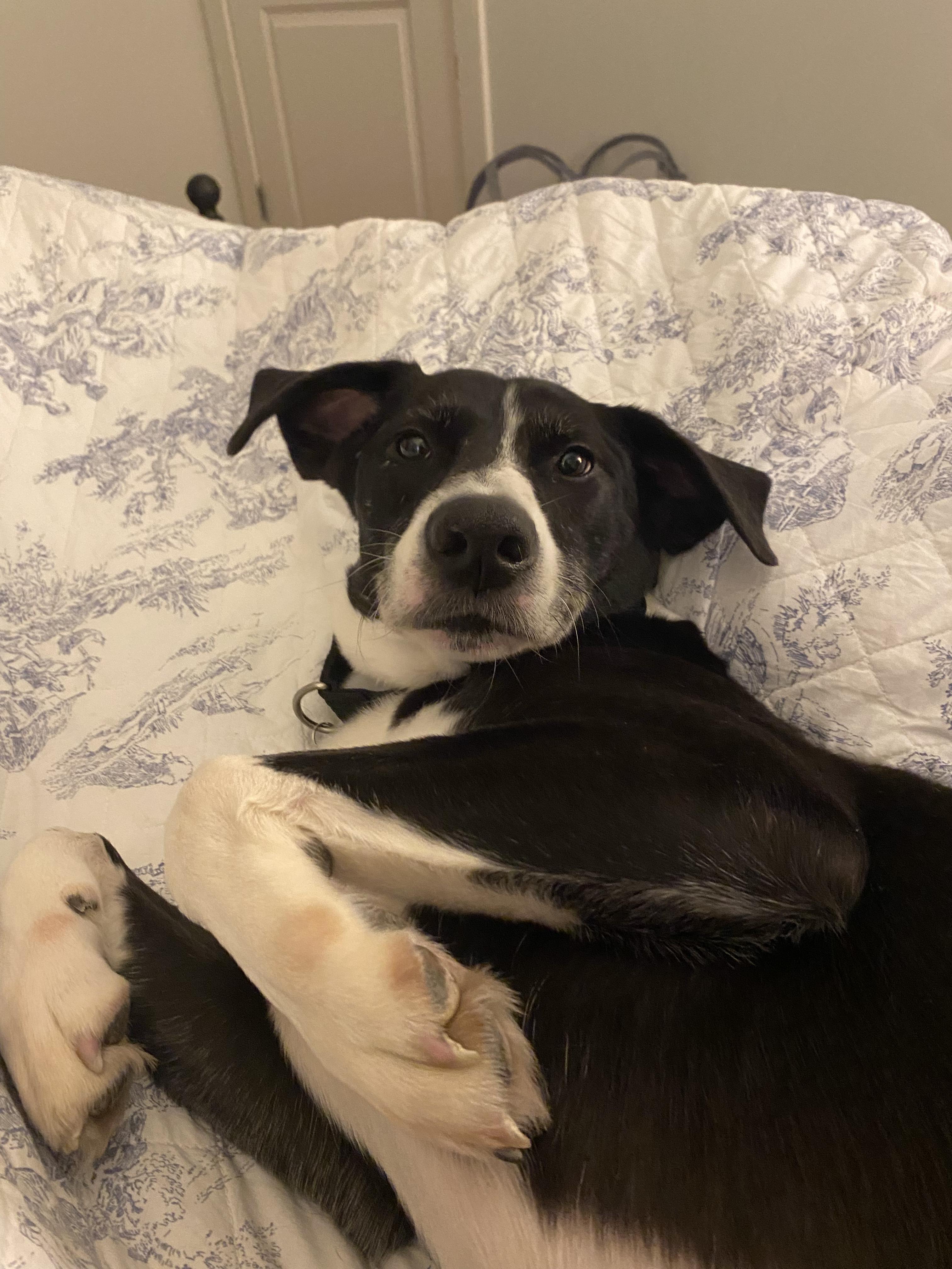 Enlarge Nelson, a Adoptable mixed breed in Annandale, VA image 5/5