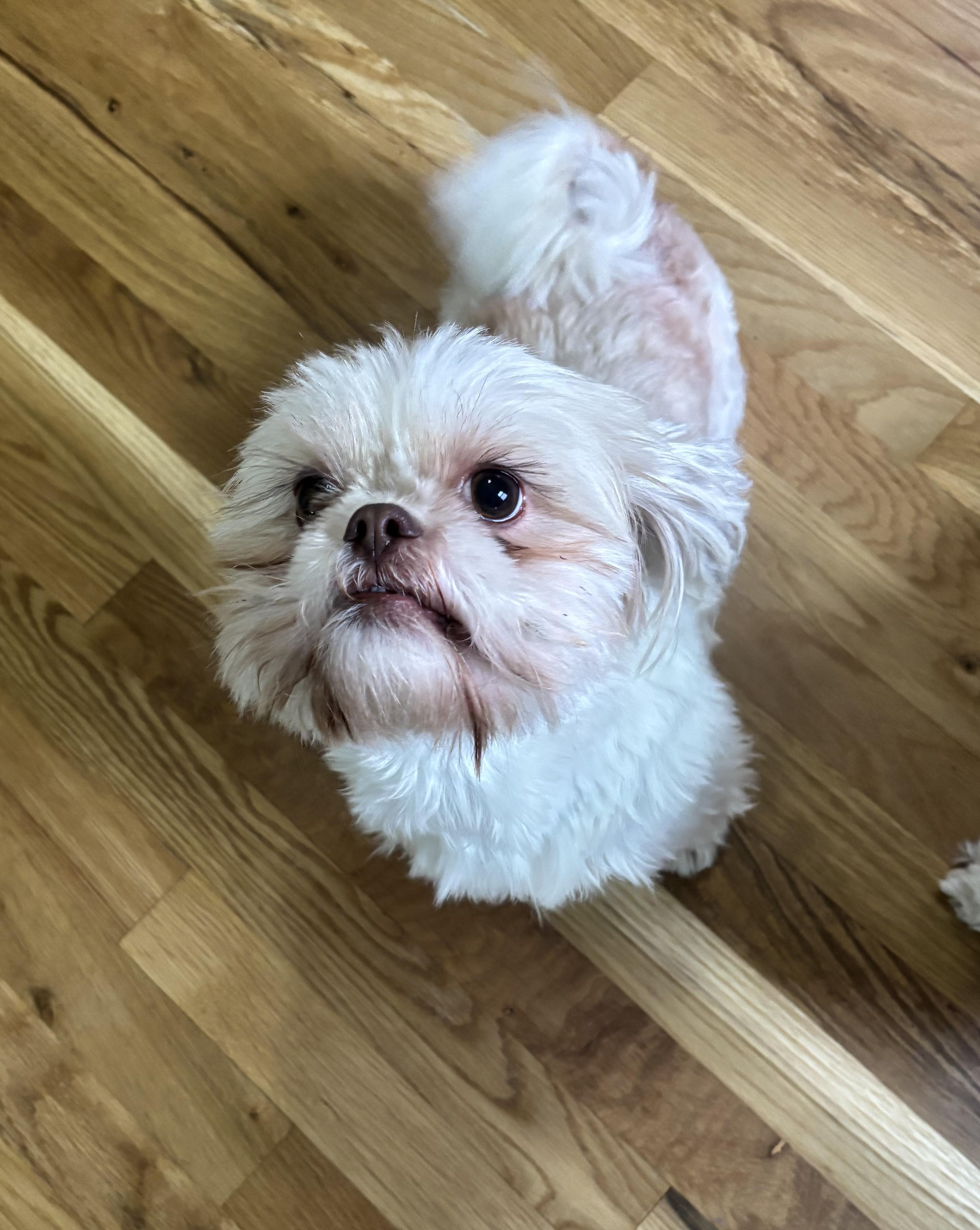 Enlarge Nani, a ADOPTABLE Shih Tzu in Des Plaines, IL image 1/2