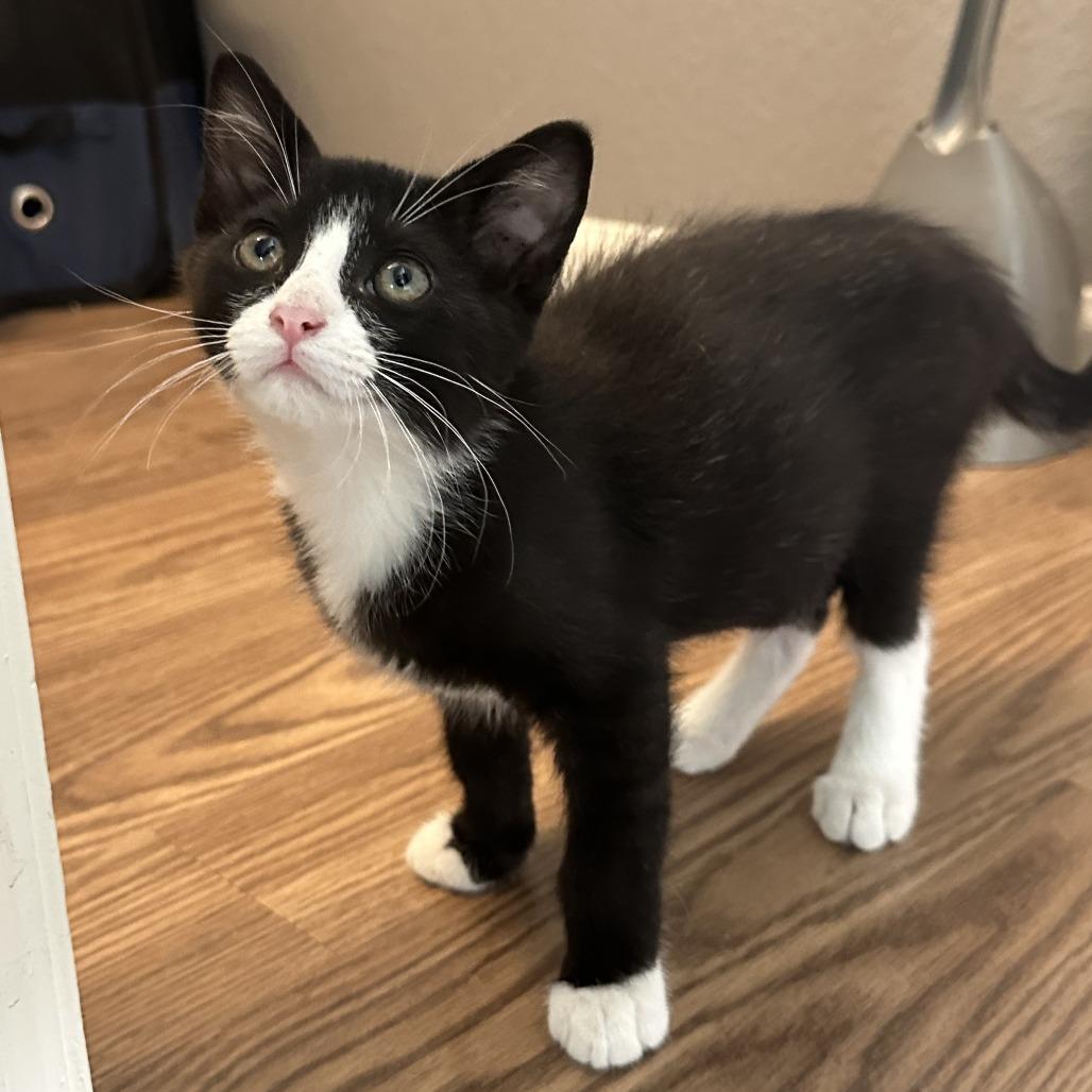 Corncob, Adoptable, Kitten Male Domestic Short Hair & Domestic Short Hair.