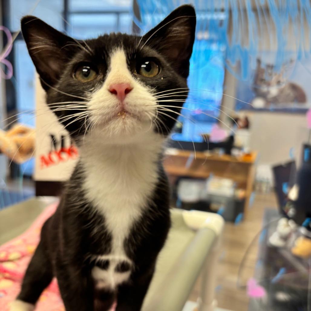 Corncob, a Adoptable mixed breed in Commerce City, CO image 2/6