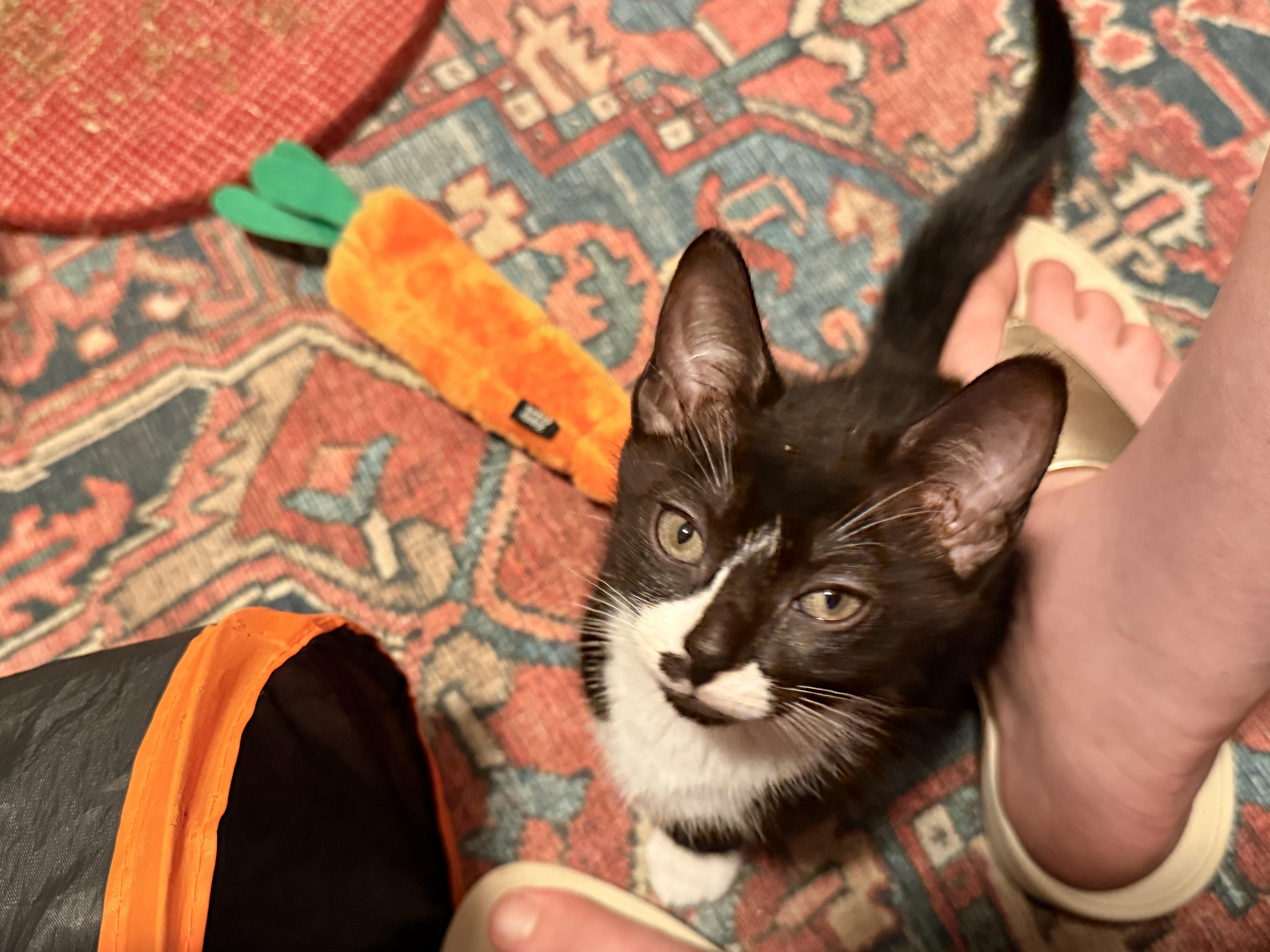Aemond the Kinslayer, Adoptable, Kitten Male Domestic Short Hair.