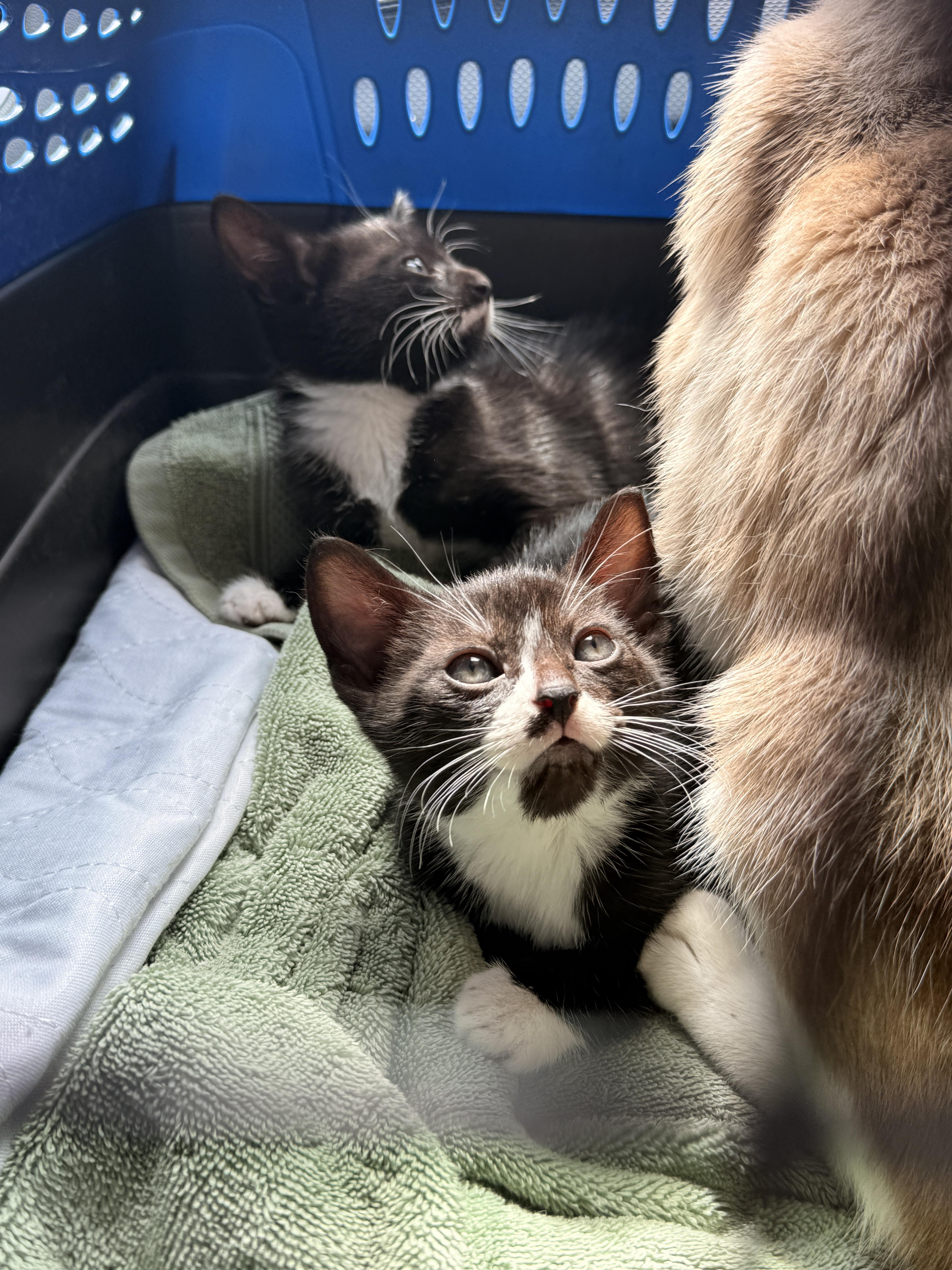 Enlarge Aemond the Kinslayer, a Adoptable Domestic Short Hair in Burlington, VT image 2/6