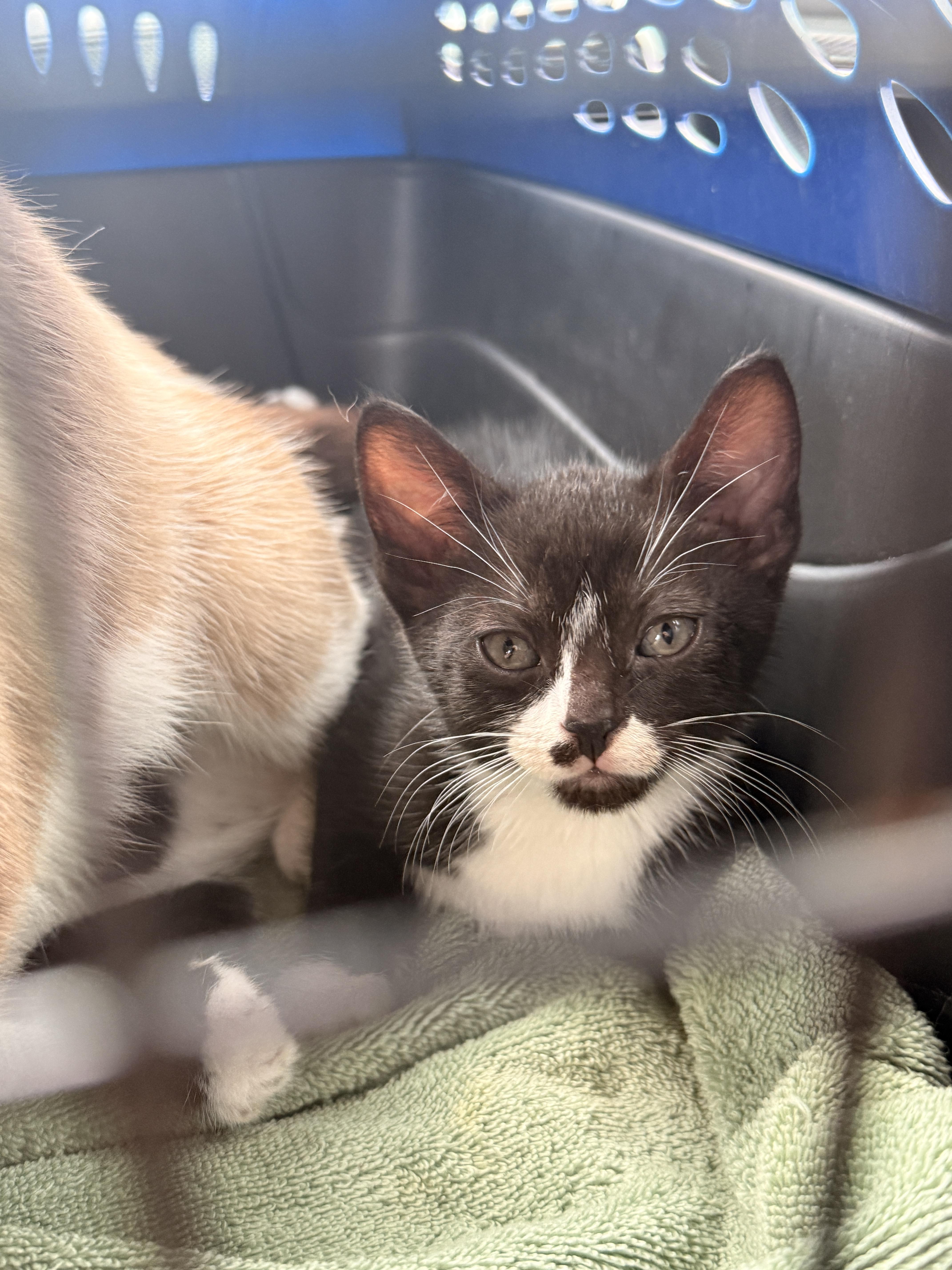 Enlarge Aemond the Kinslayer, a Adoptable Domestic Short Hair in Burlington, VT image 3/6