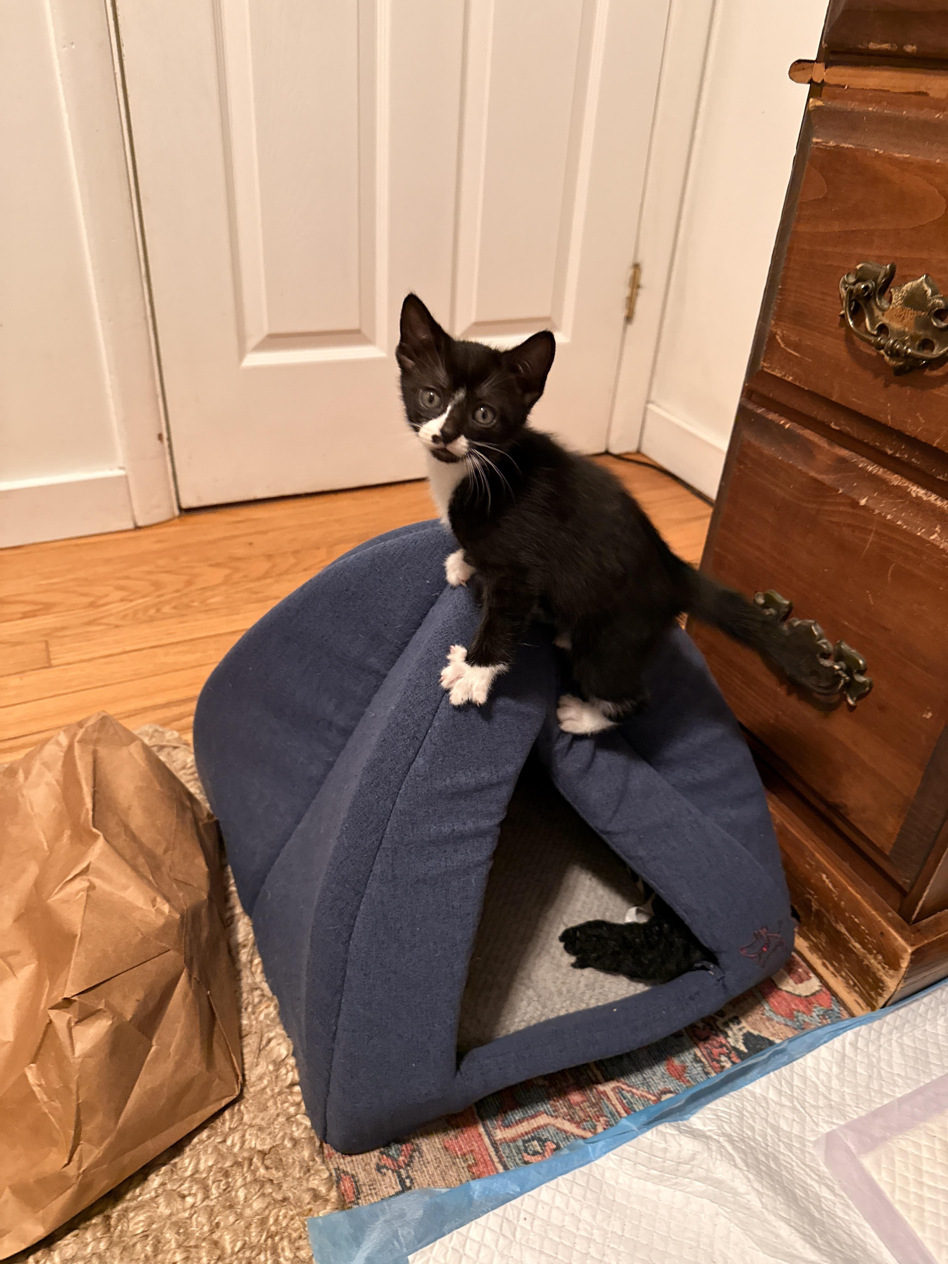 Enlarge Aemond the Kinslayer, a Adoptable Domestic Short Hair in Burlington, VT image 4/6