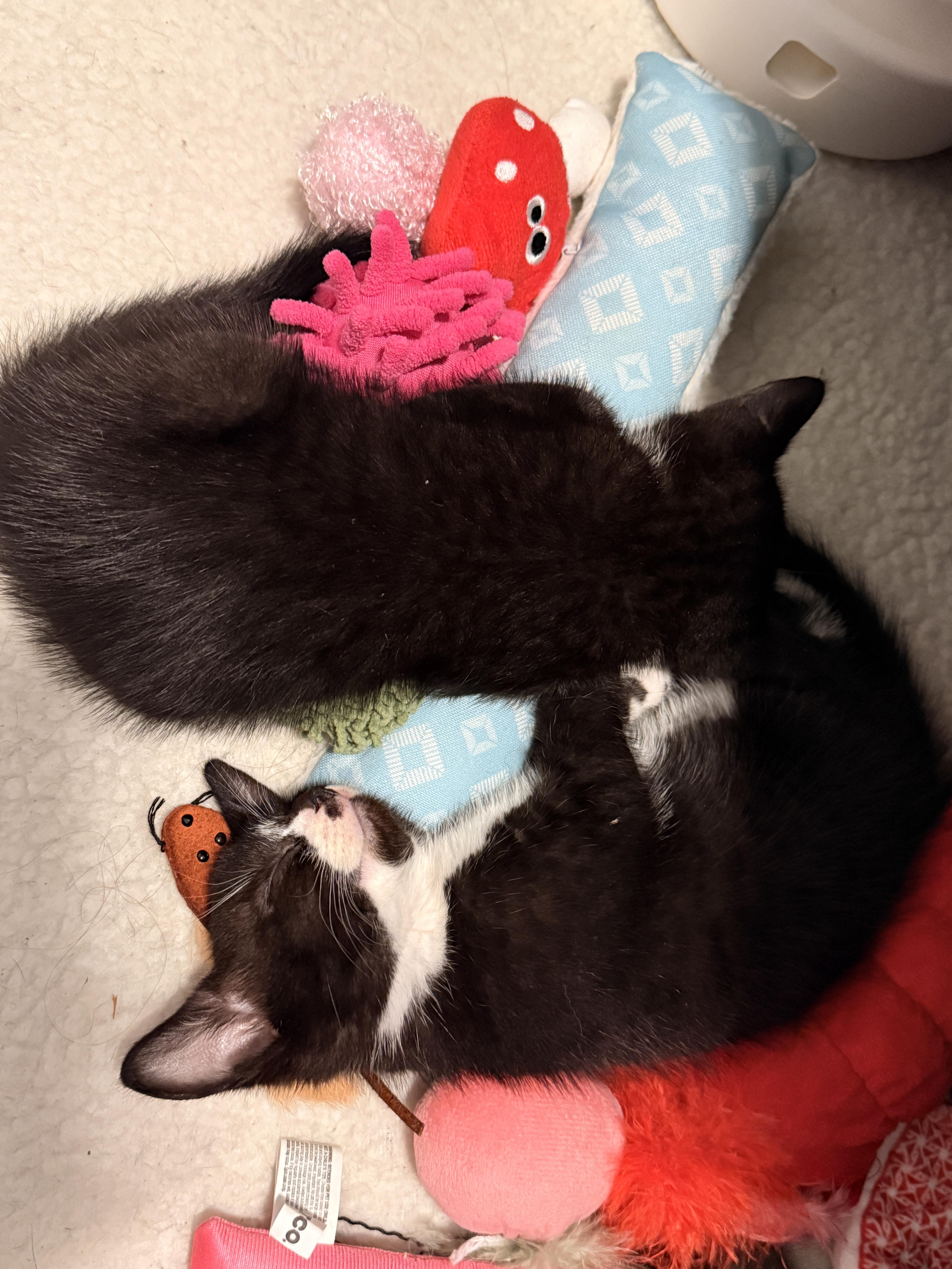 Enlarge Aemond the Kinslayer, a Adoptable Domestic Short Hair in Burlington, VT image 5/6