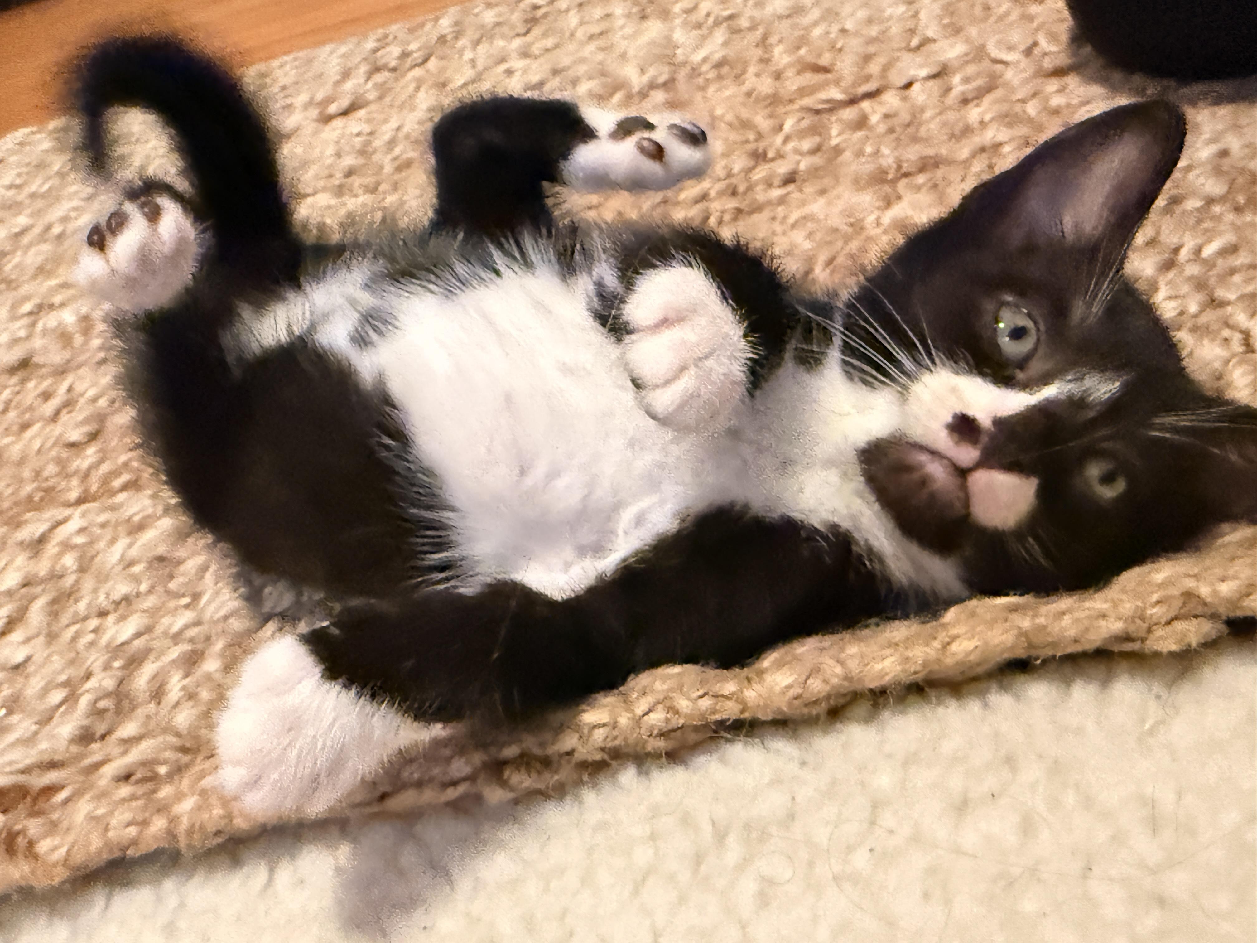 Enlarge Aemond the Kinslayer, a Adoptable Domestic Short Hair in Burlington, VT image 6/6