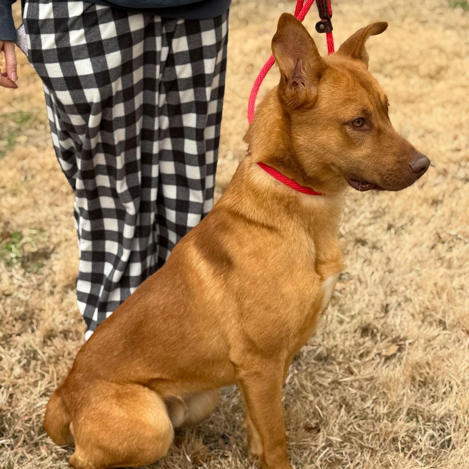Enlarge Franklin, a Adoptable Vizsla in Locust Fork, AL image 1/3