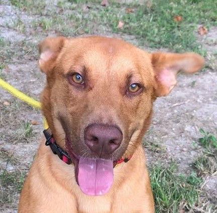 Franklin, a Adoptable Vizsla in Locust Fork, AL image 2/2