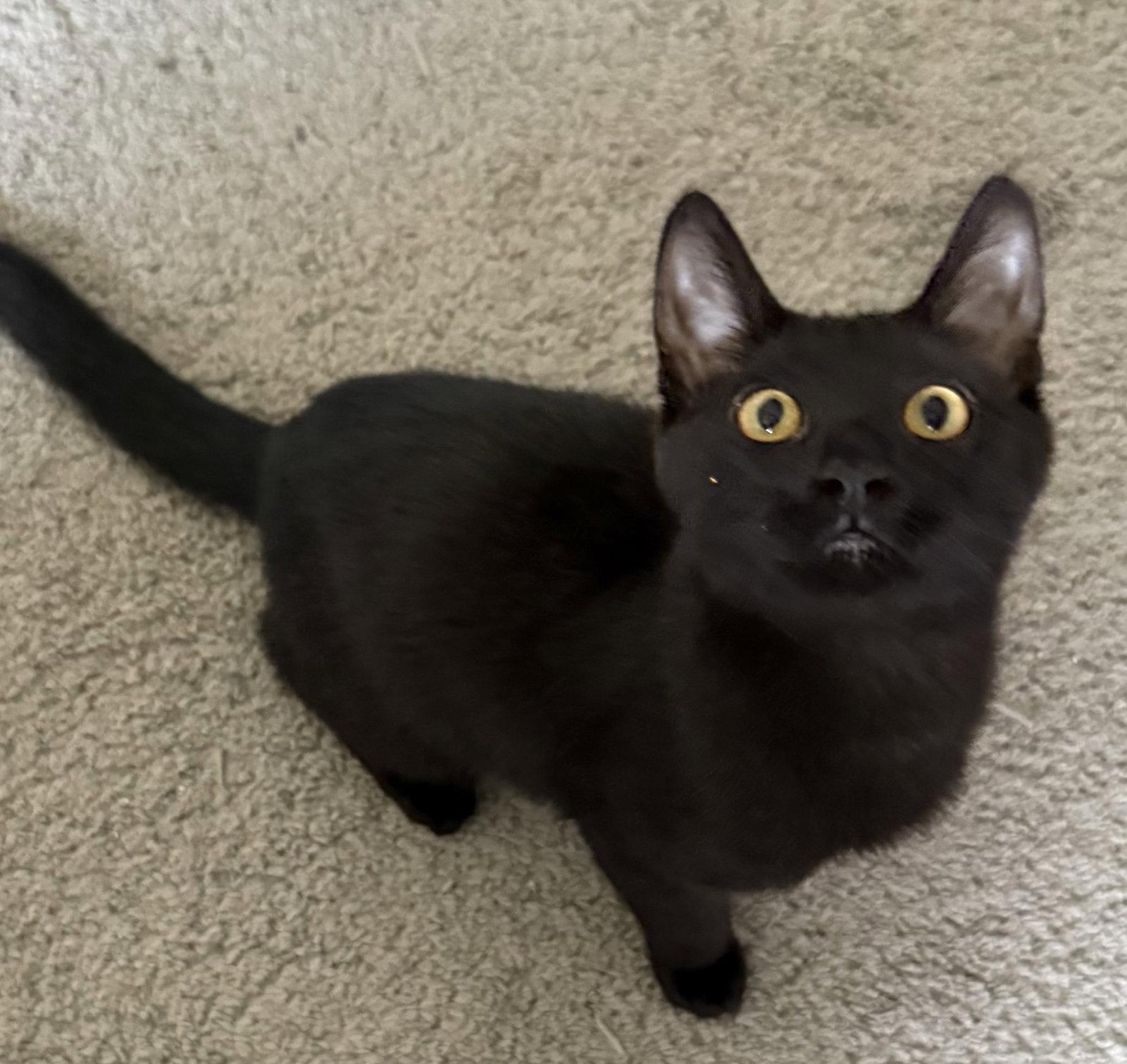 Kranberry, Adoptable, Kitten Male Domestic Short Hair.