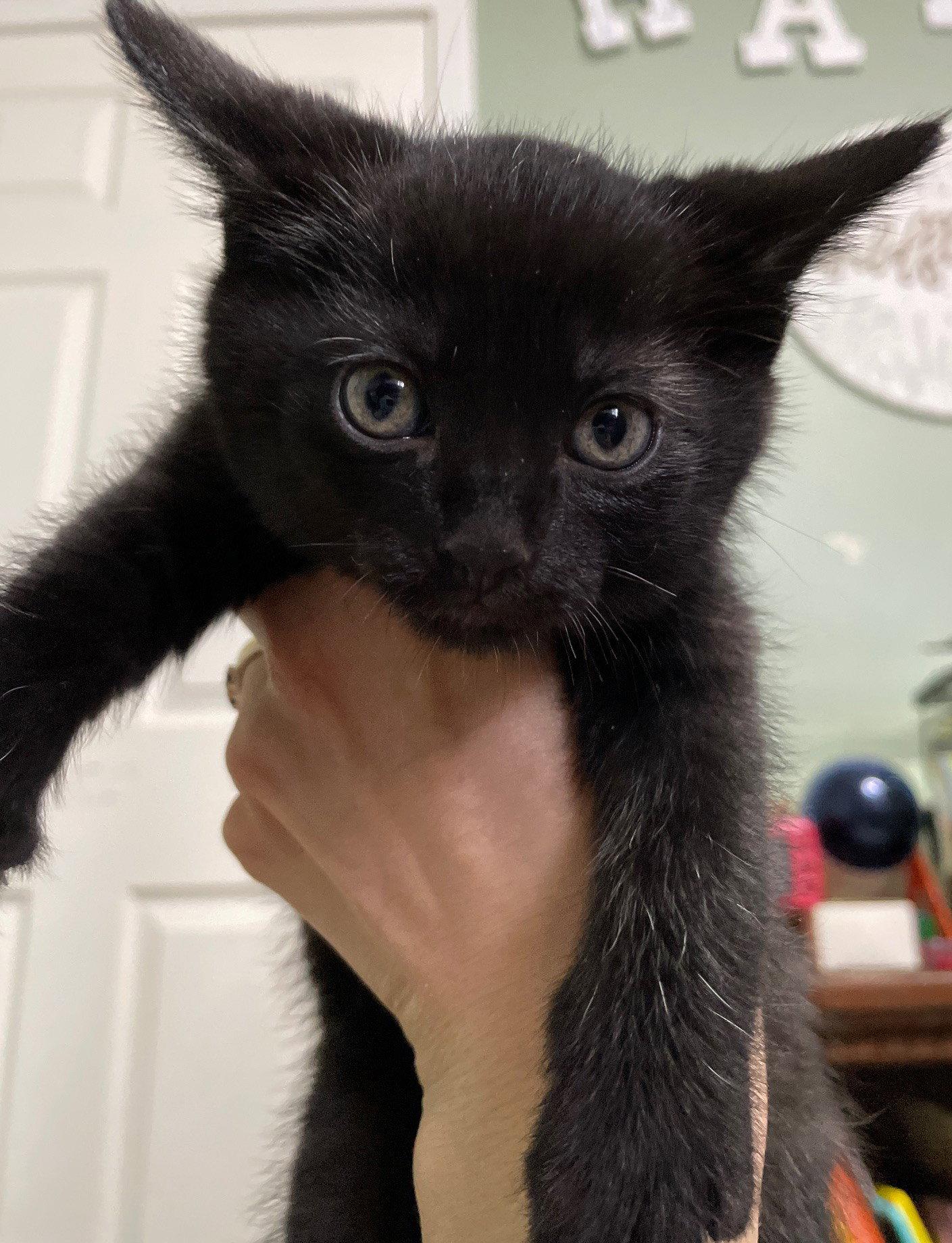 Enlarge Kranberry, a Adoptable Domestic Short Hair in Island Lake, IL image 2/3